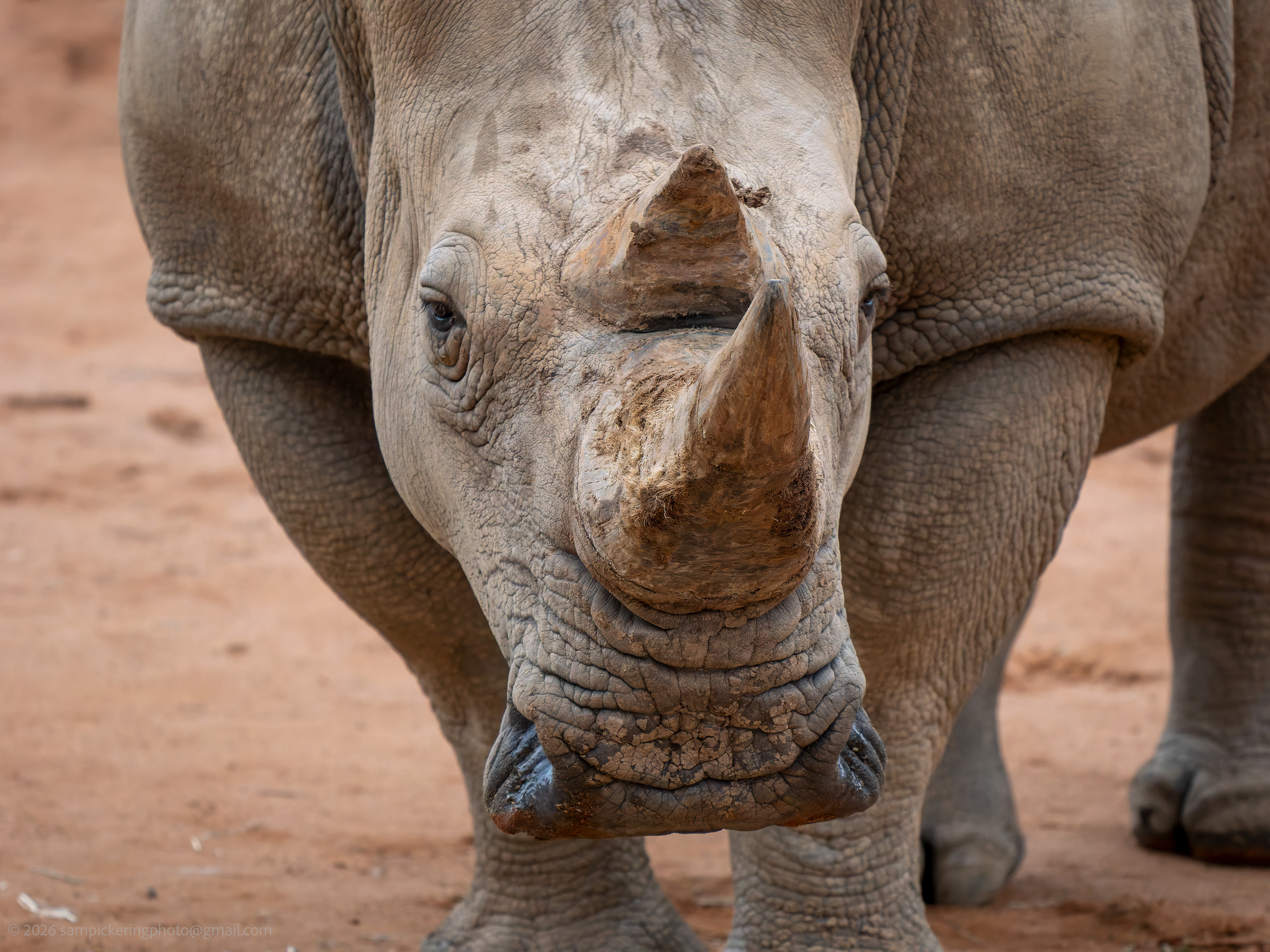 Southern White Rhinoceros