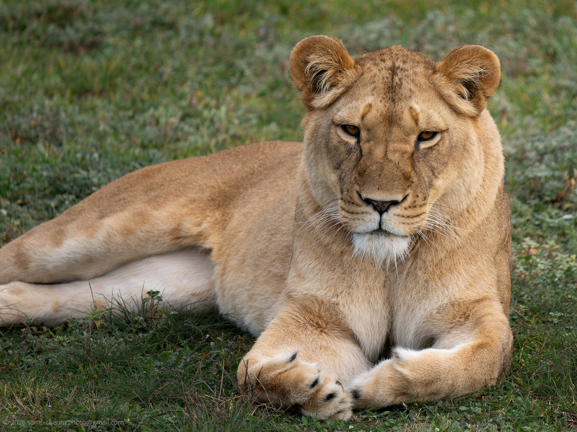 African Lion