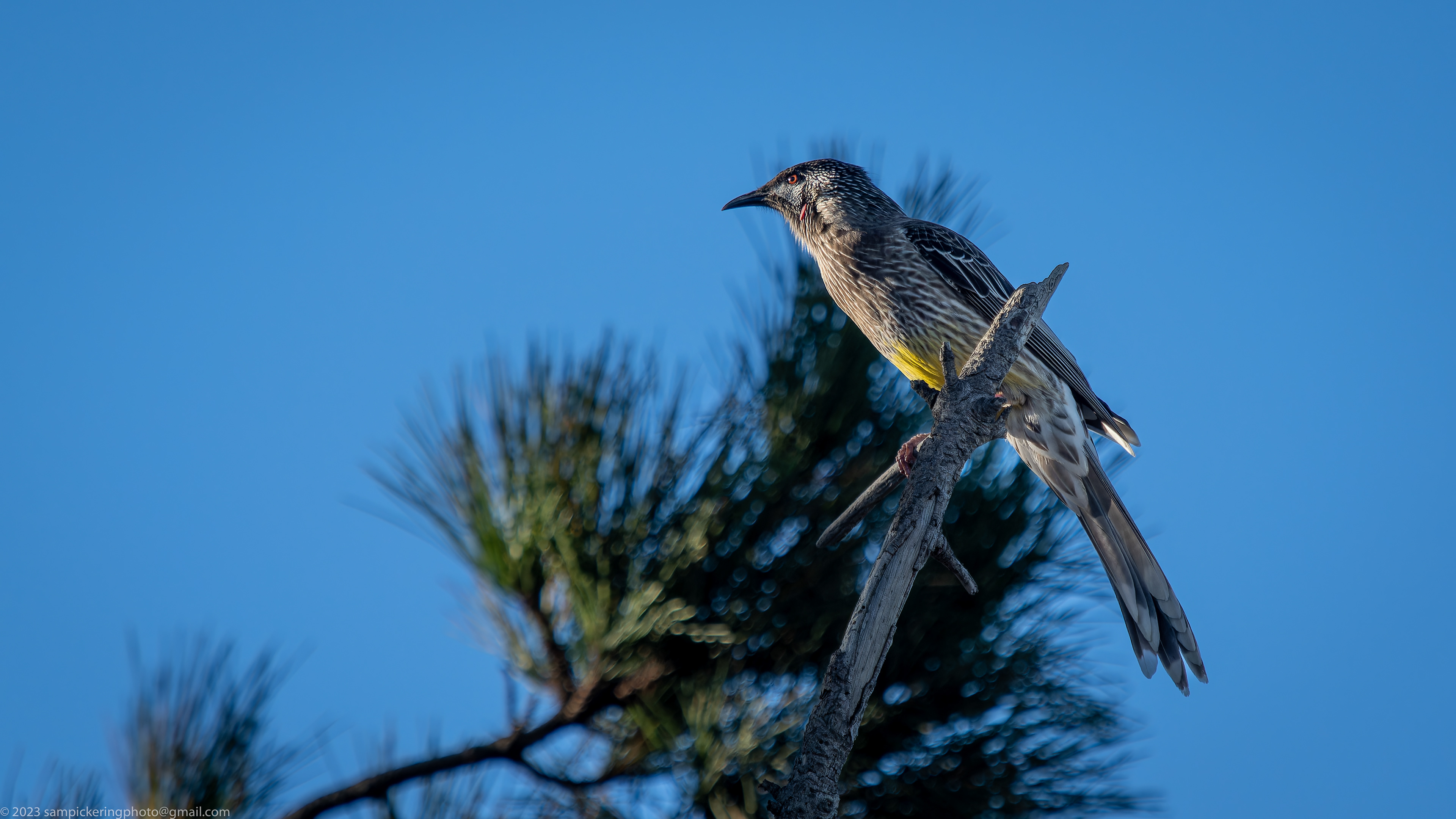 Red Wattlebird