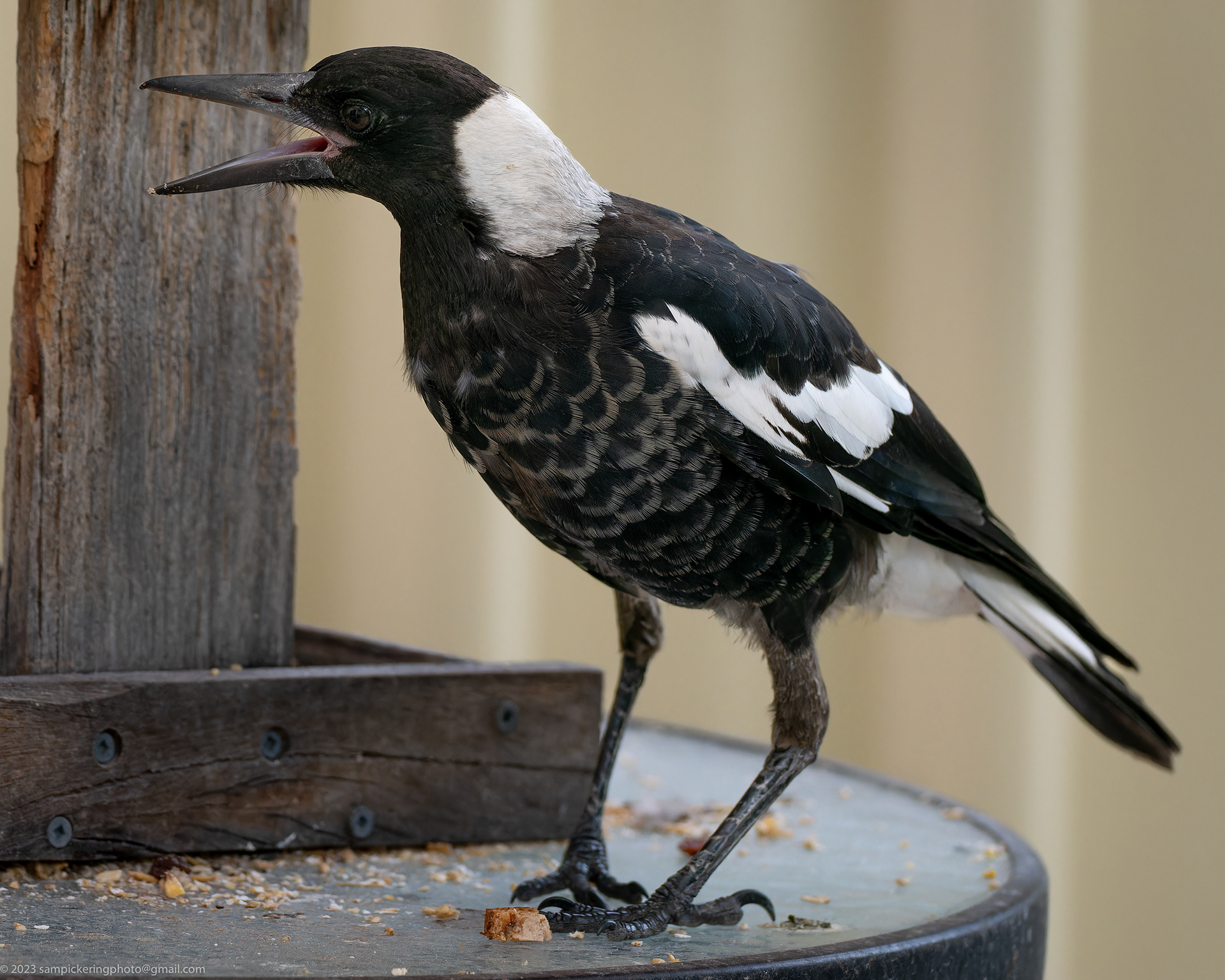 Magpie