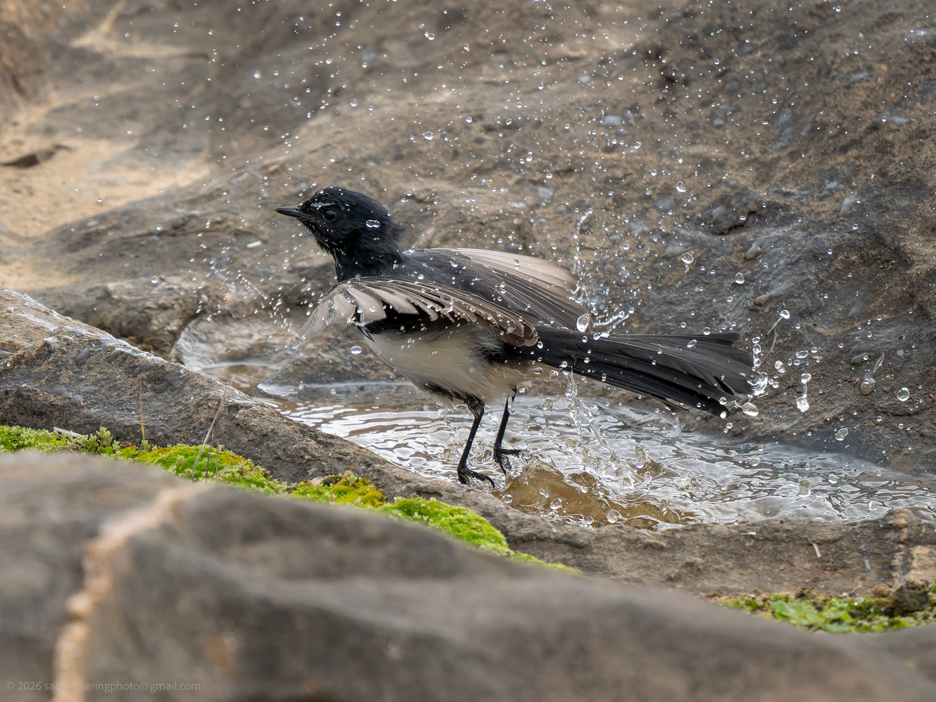 Willy Wagtail