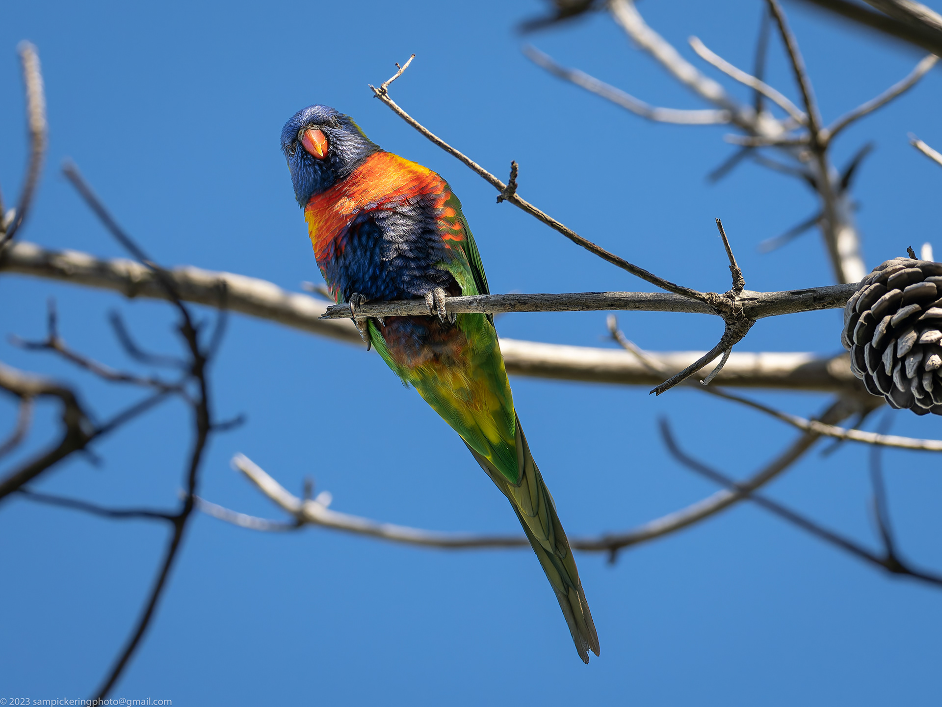 Rainbow Lorikeet