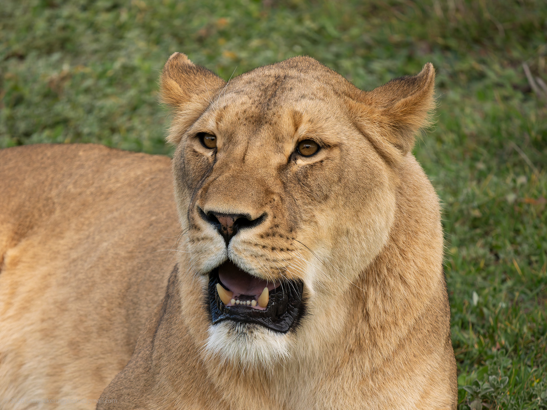 African Lion
