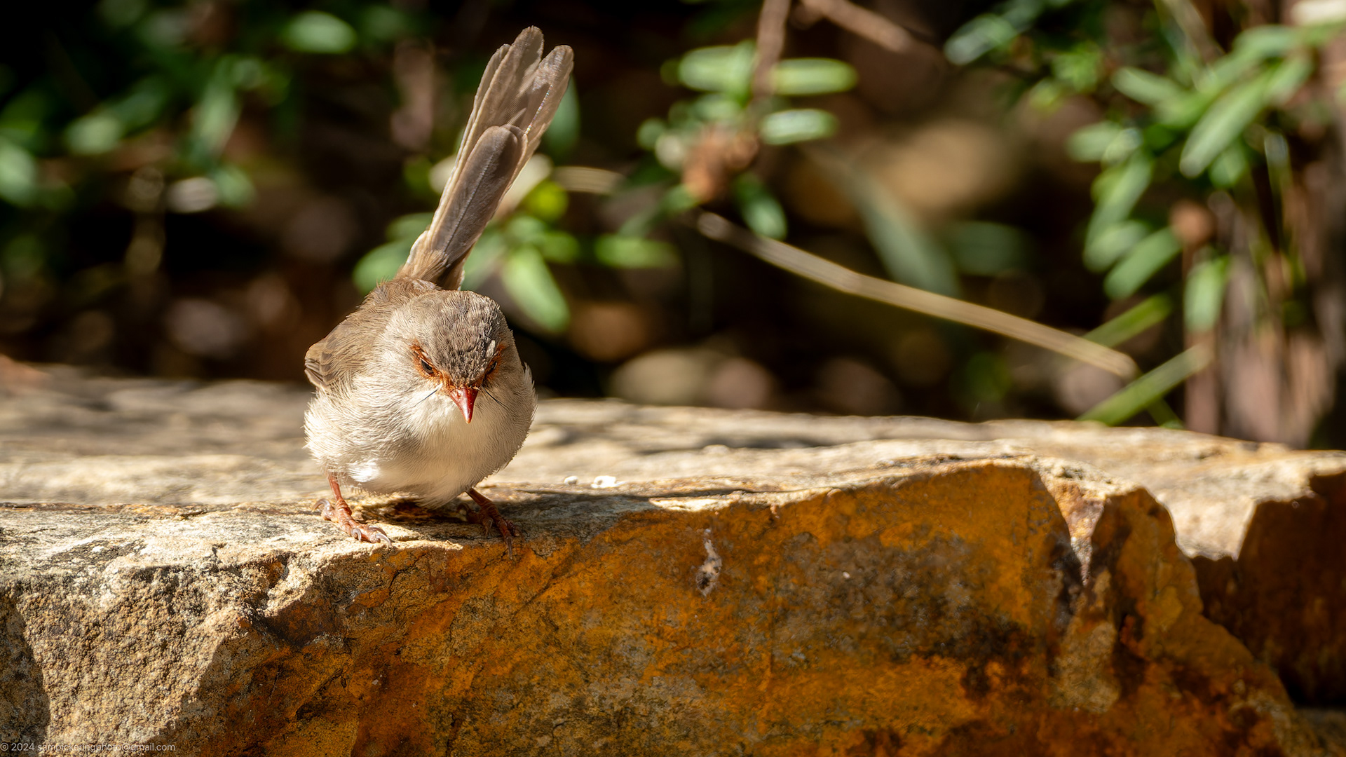 Superb Fairy-wren
