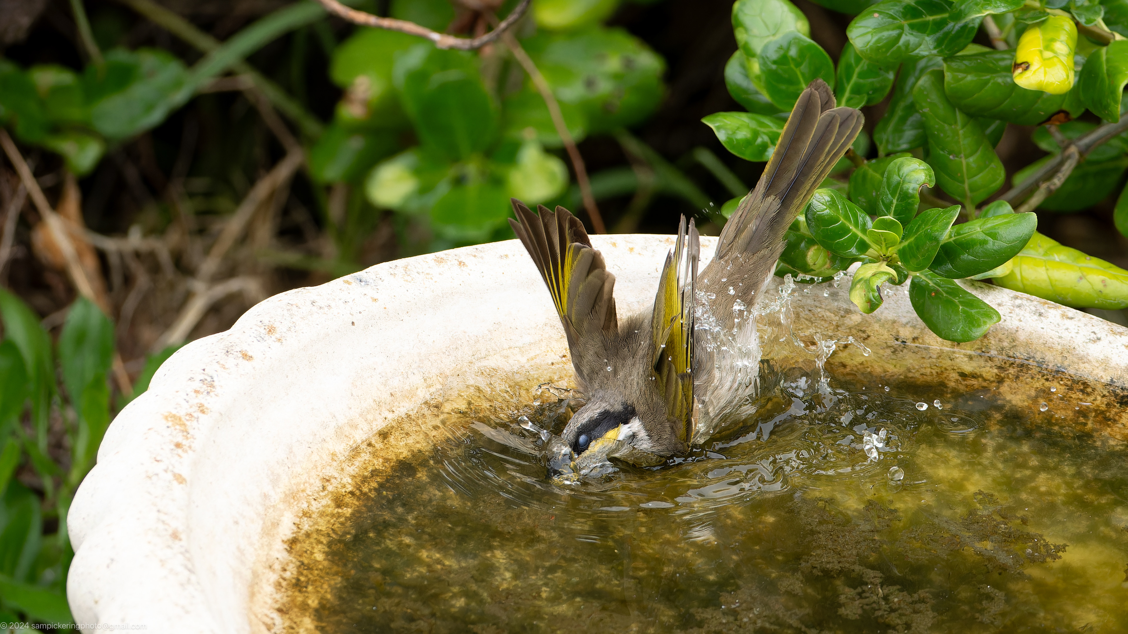 Singing Honeyeater