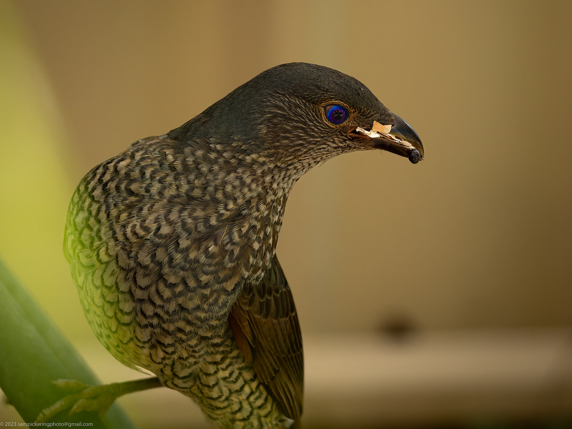 Satin Bowerbird