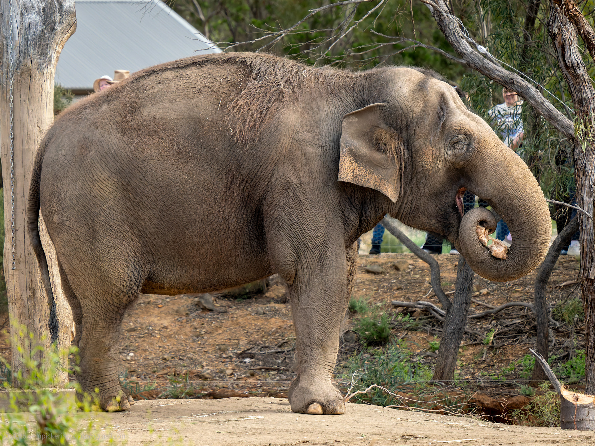 Asian Elephant