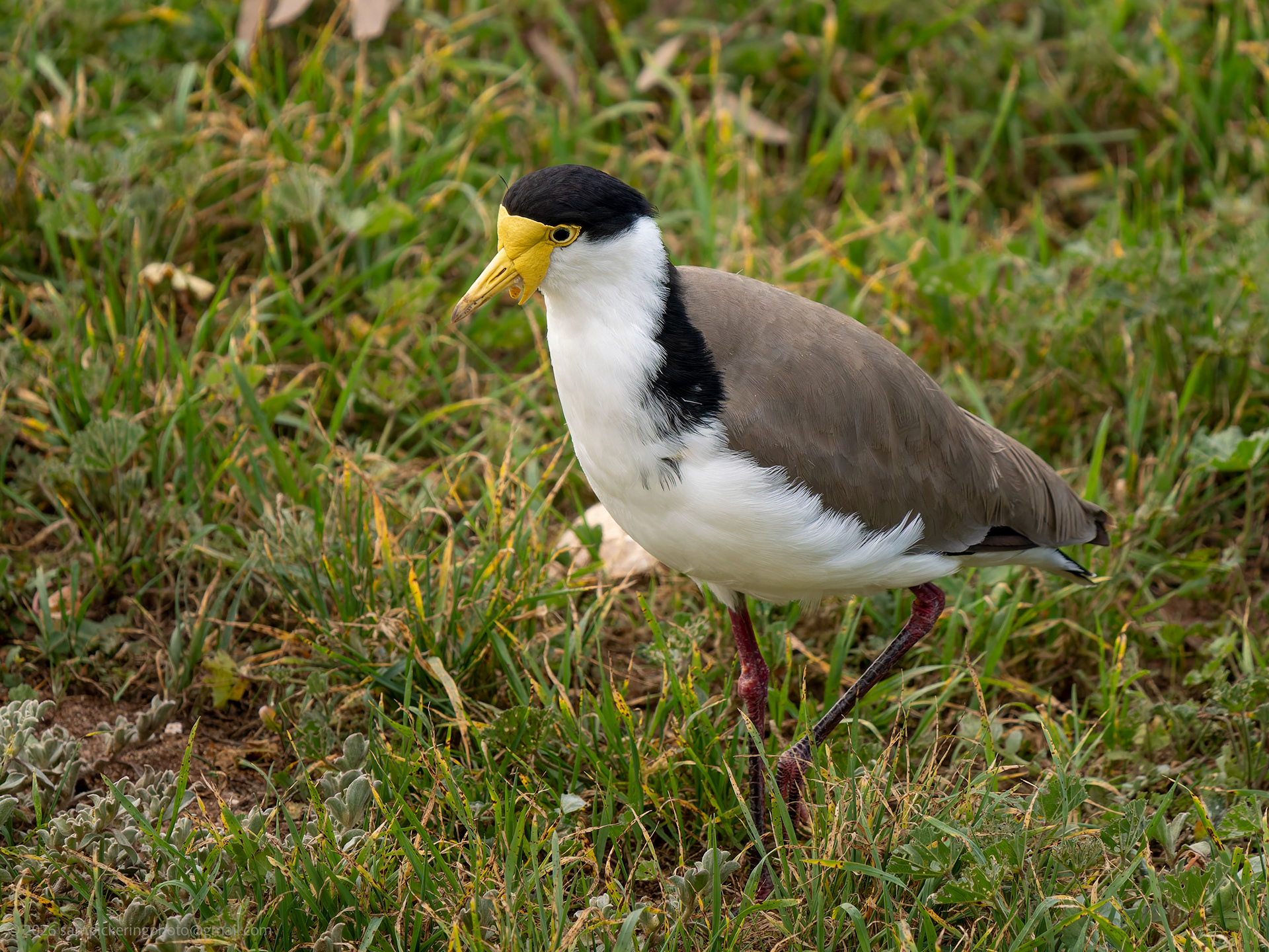 Masked Lapwing