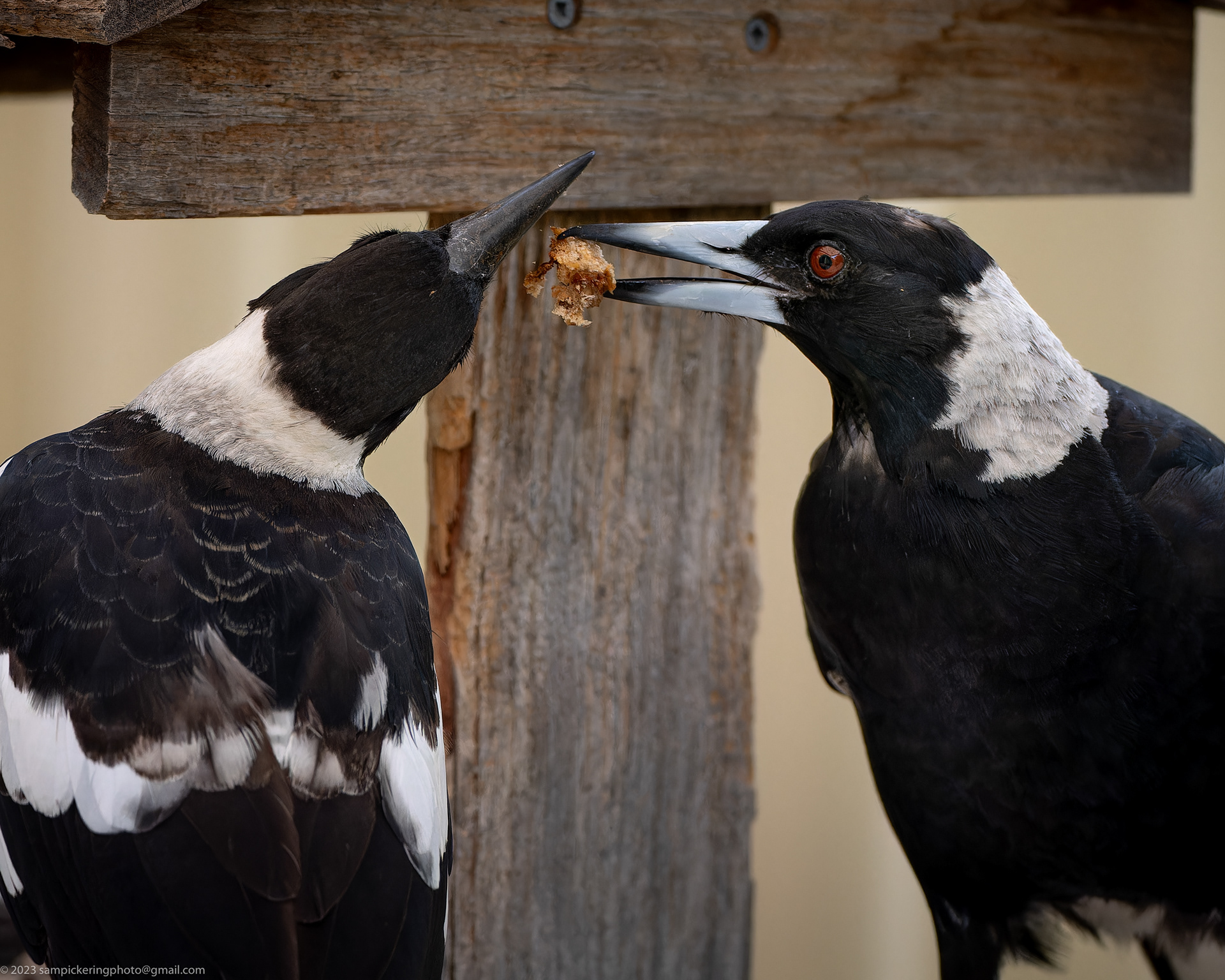 Magpie
