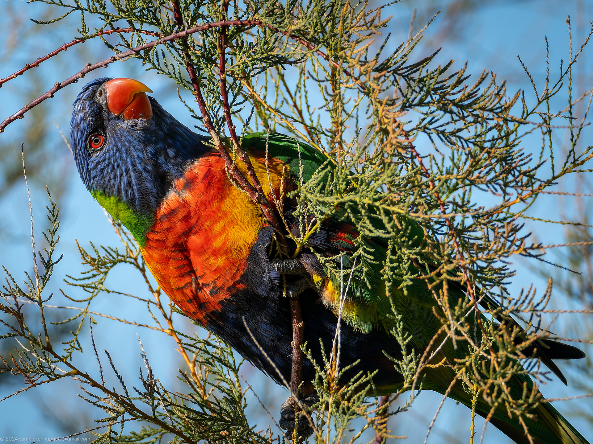 Rainbow Lorikeet