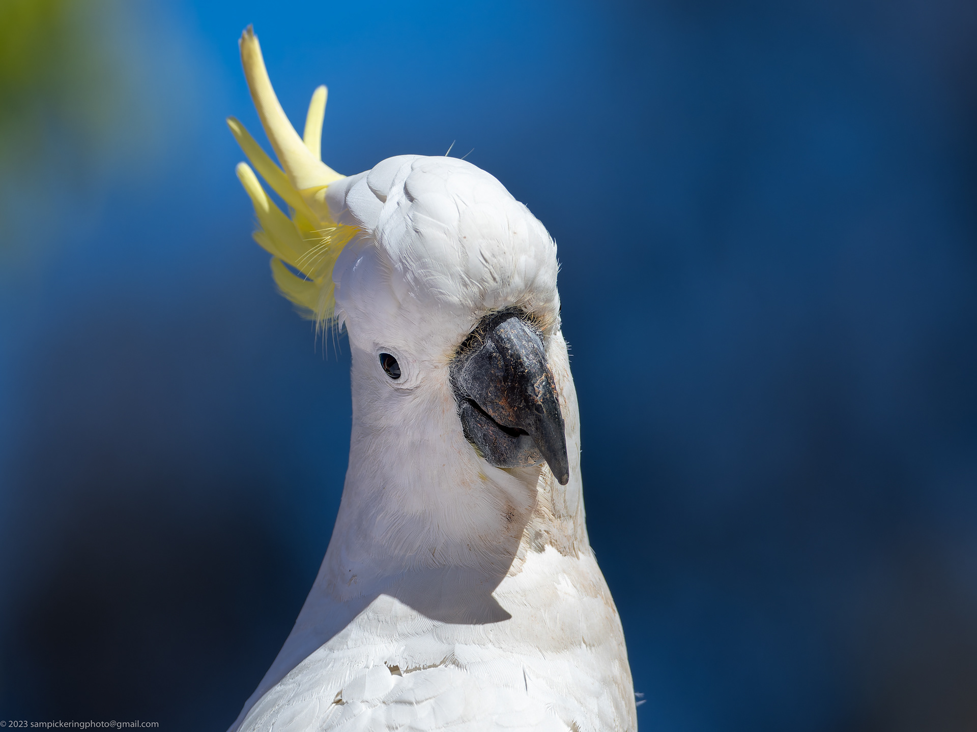 Sulfur-crested Cockatoo