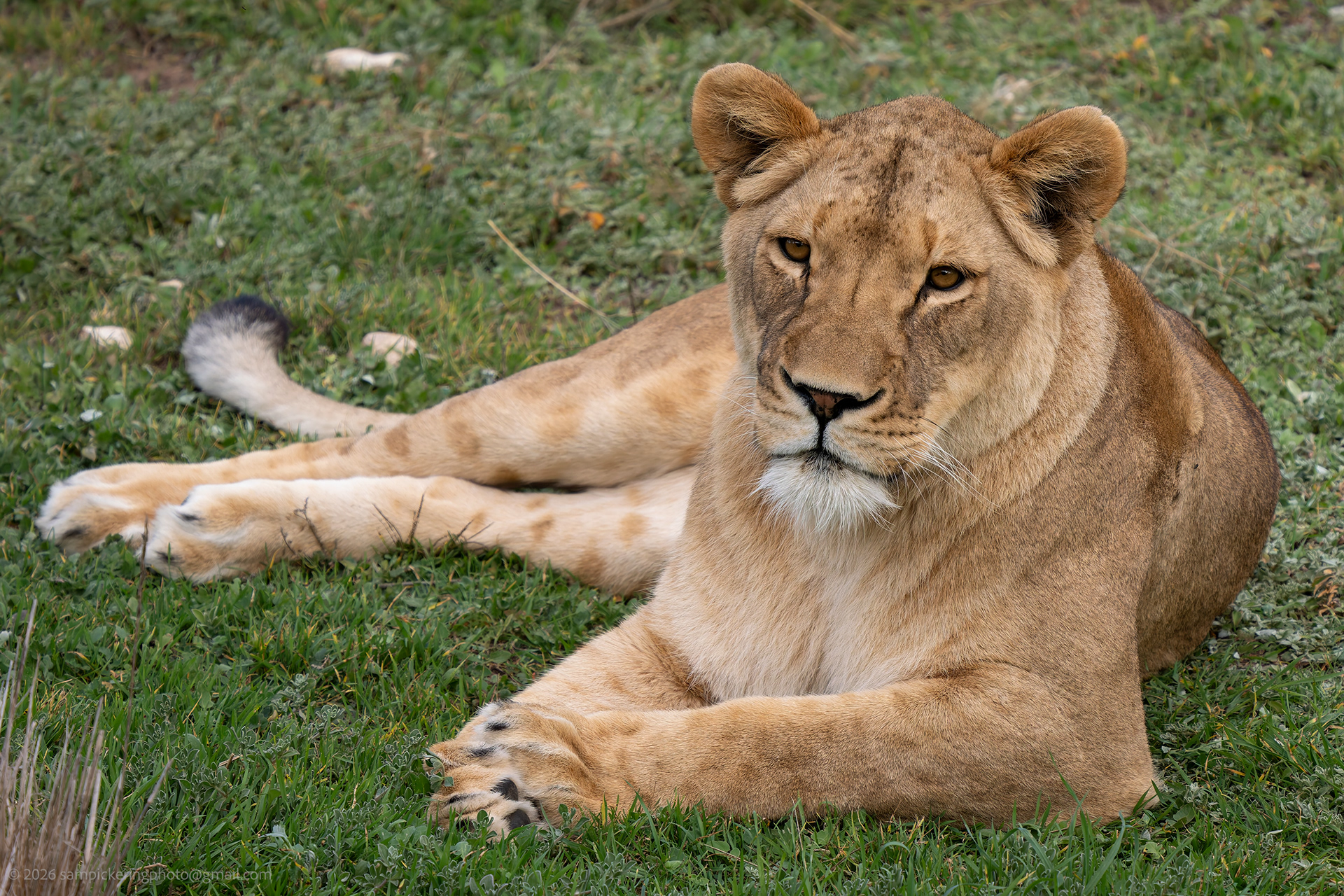 African Lion
