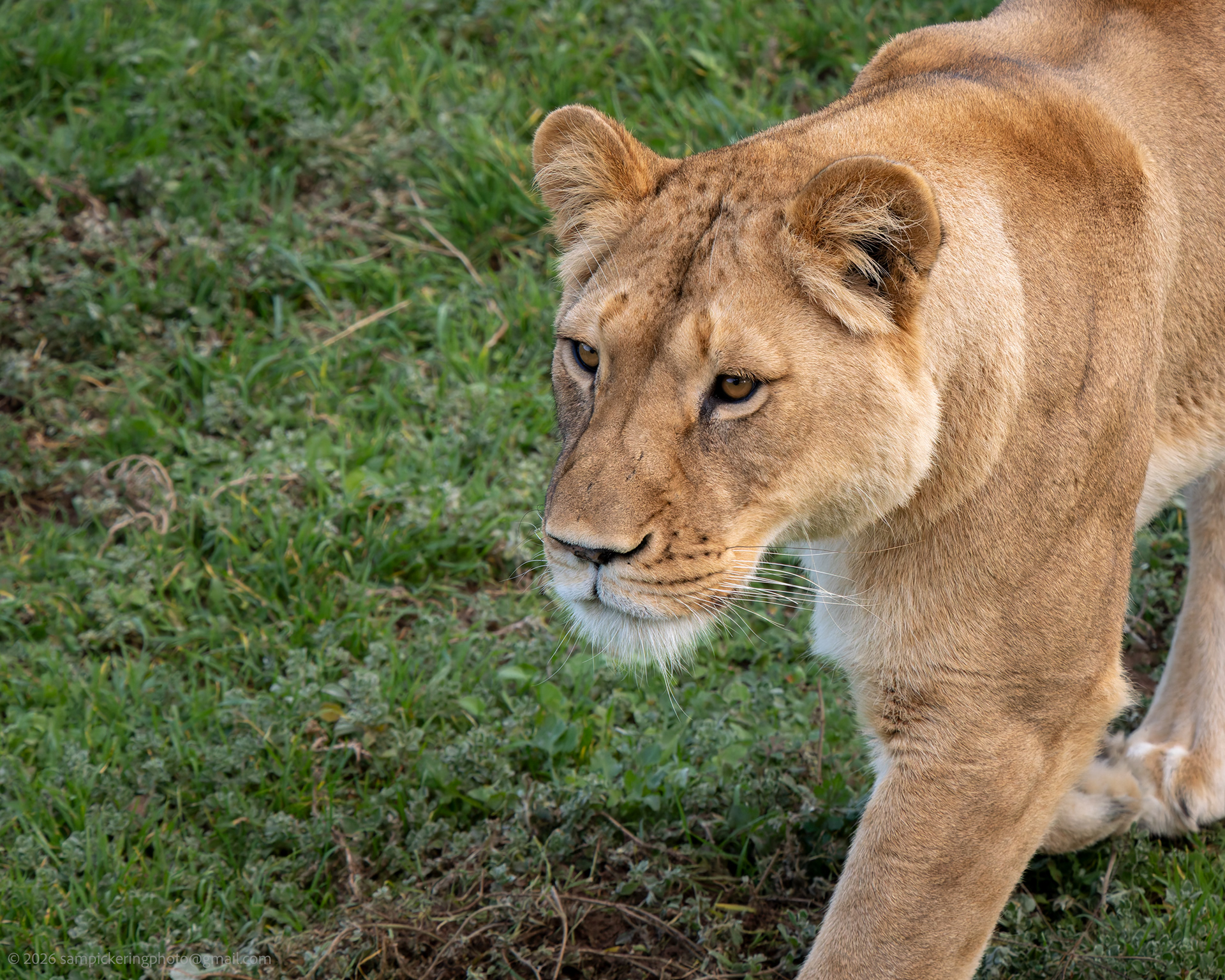African Lion