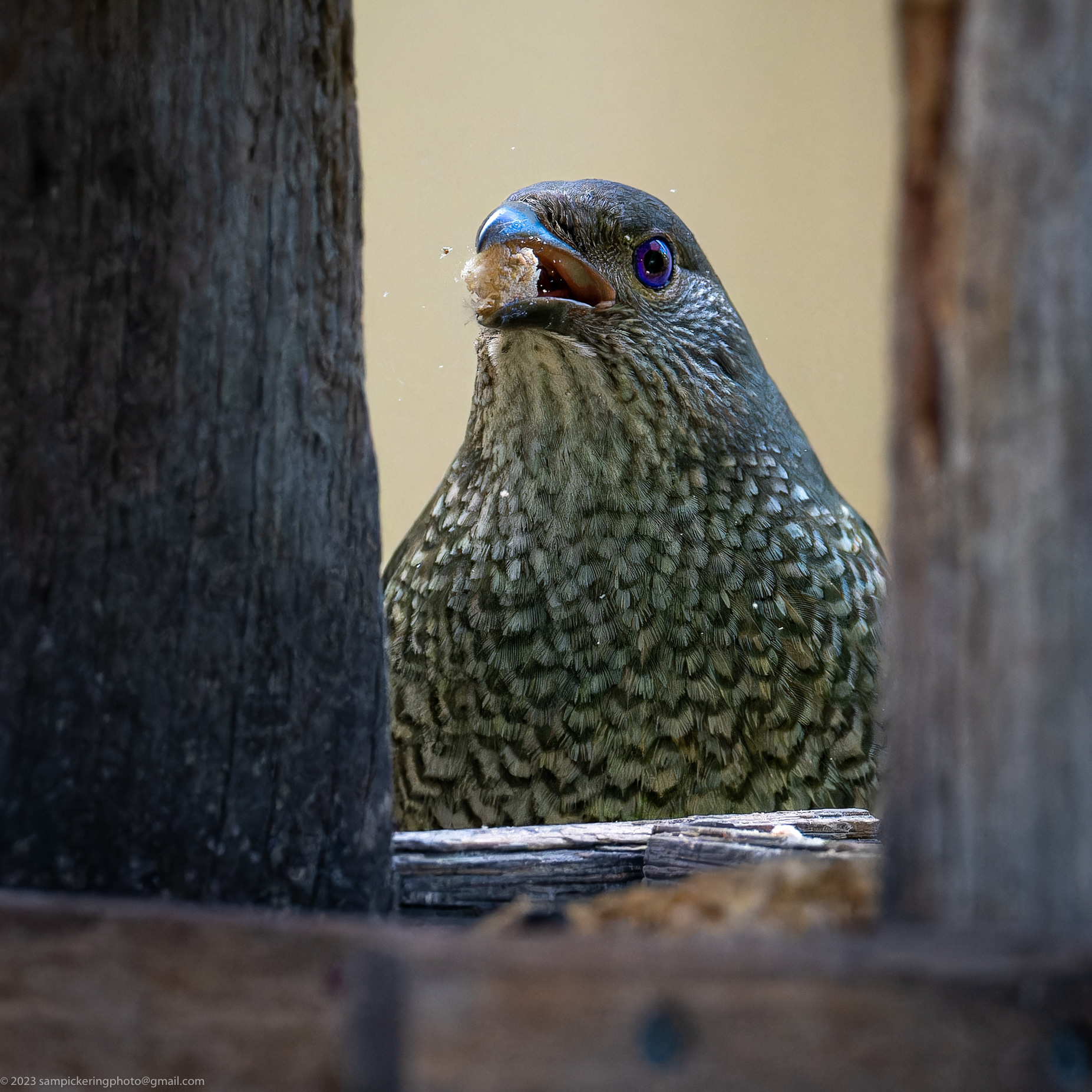Satin Bowerbird