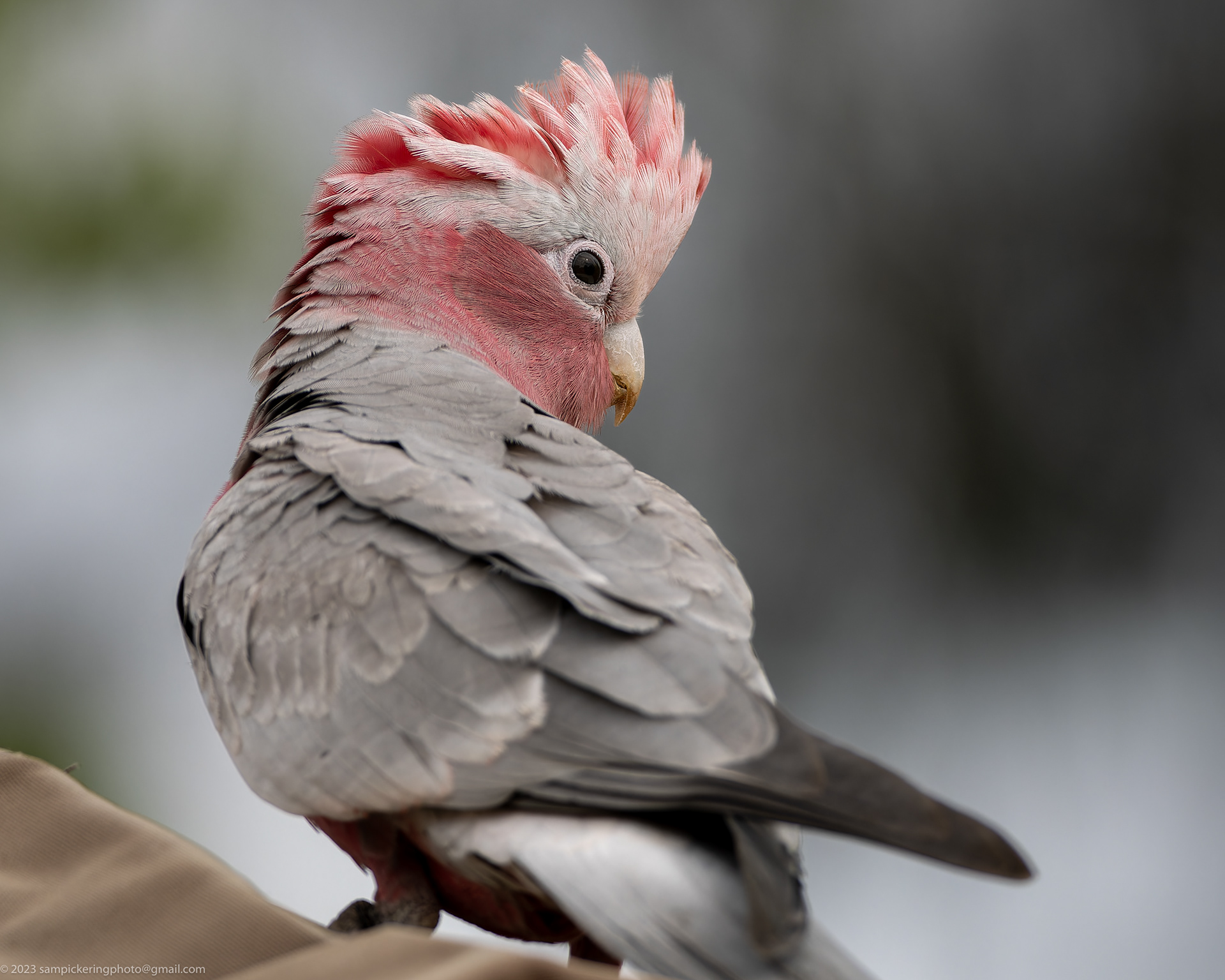 Galah