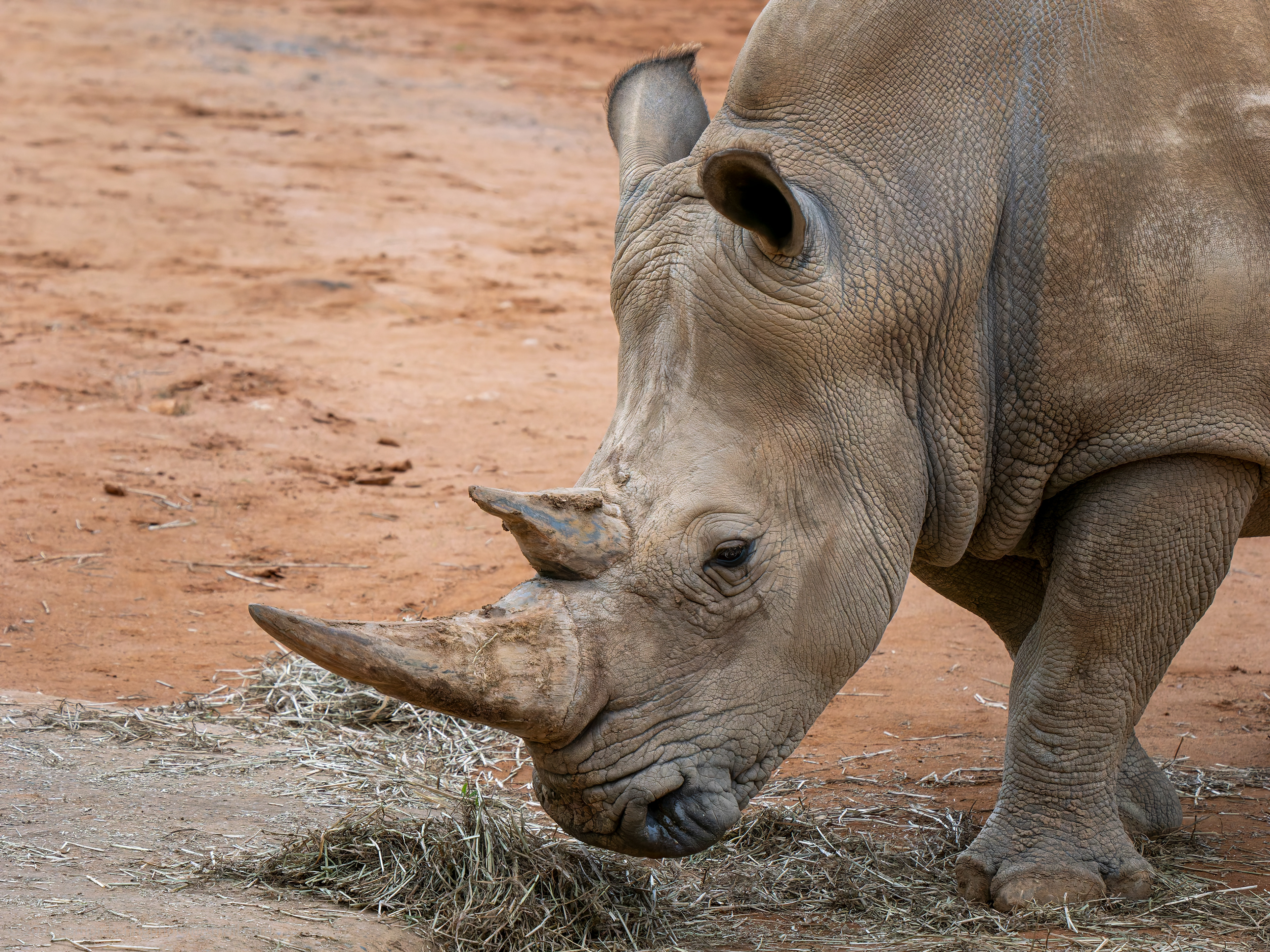 Southern White Rhinoceros
