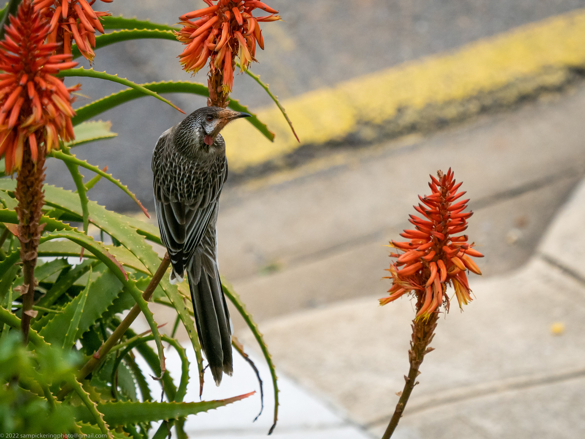 Red Wattlebird