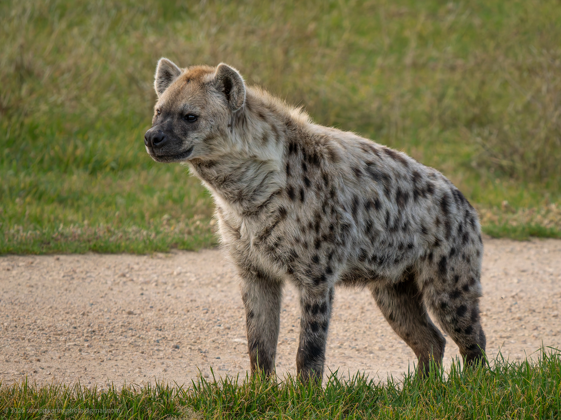 Spotted Hyena