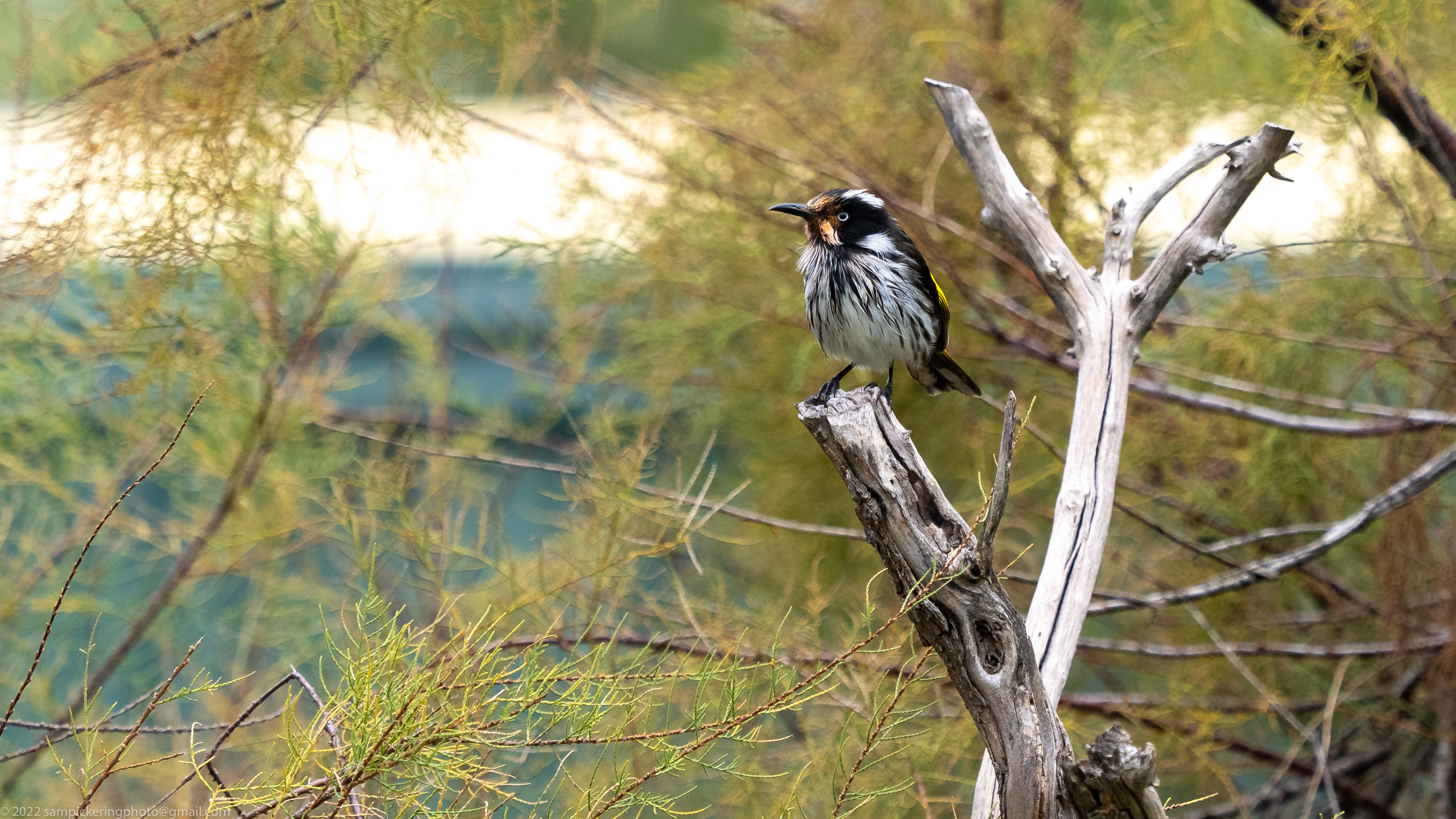 New Holland Honeyeater