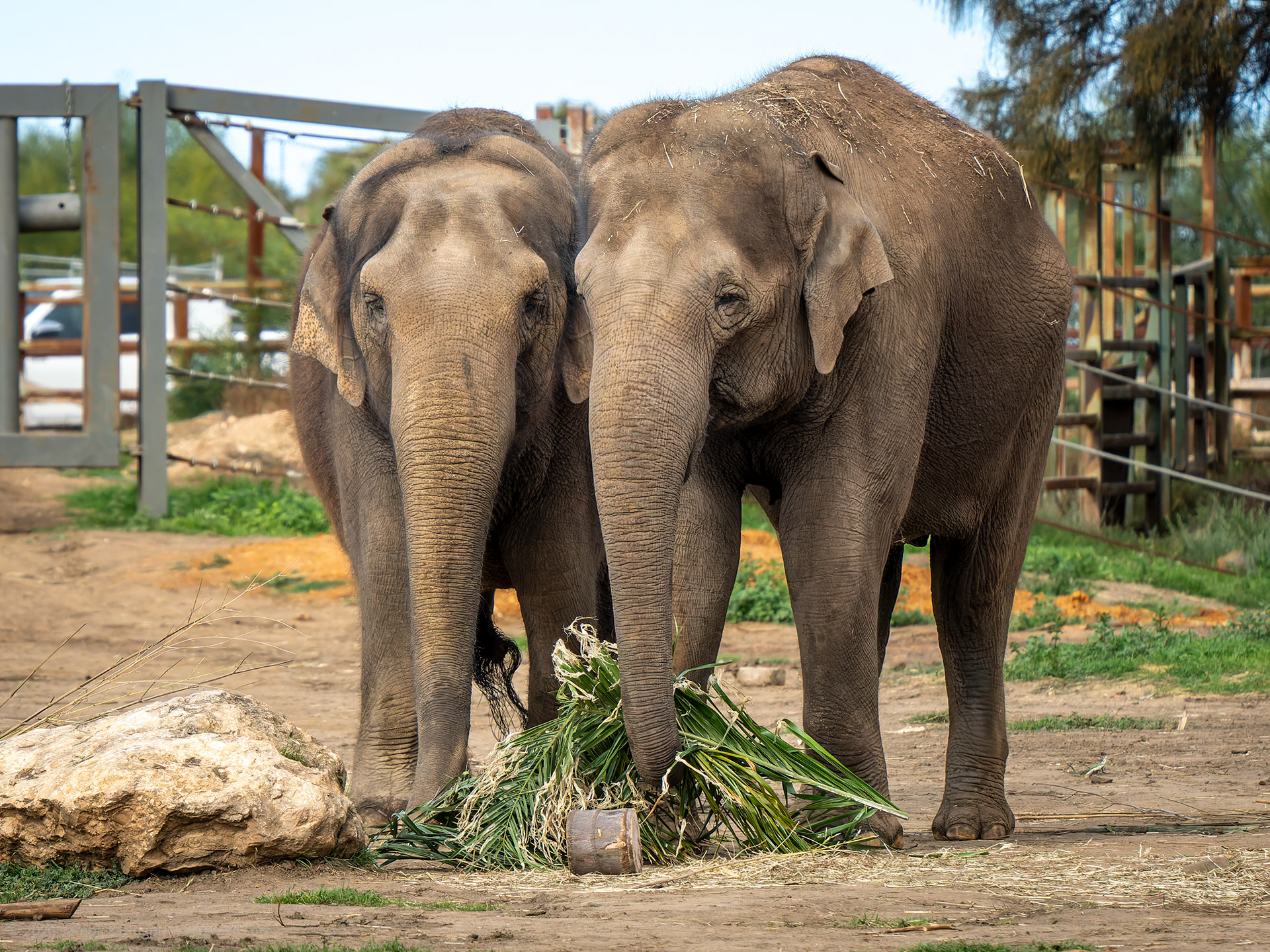 Asian Elephant
