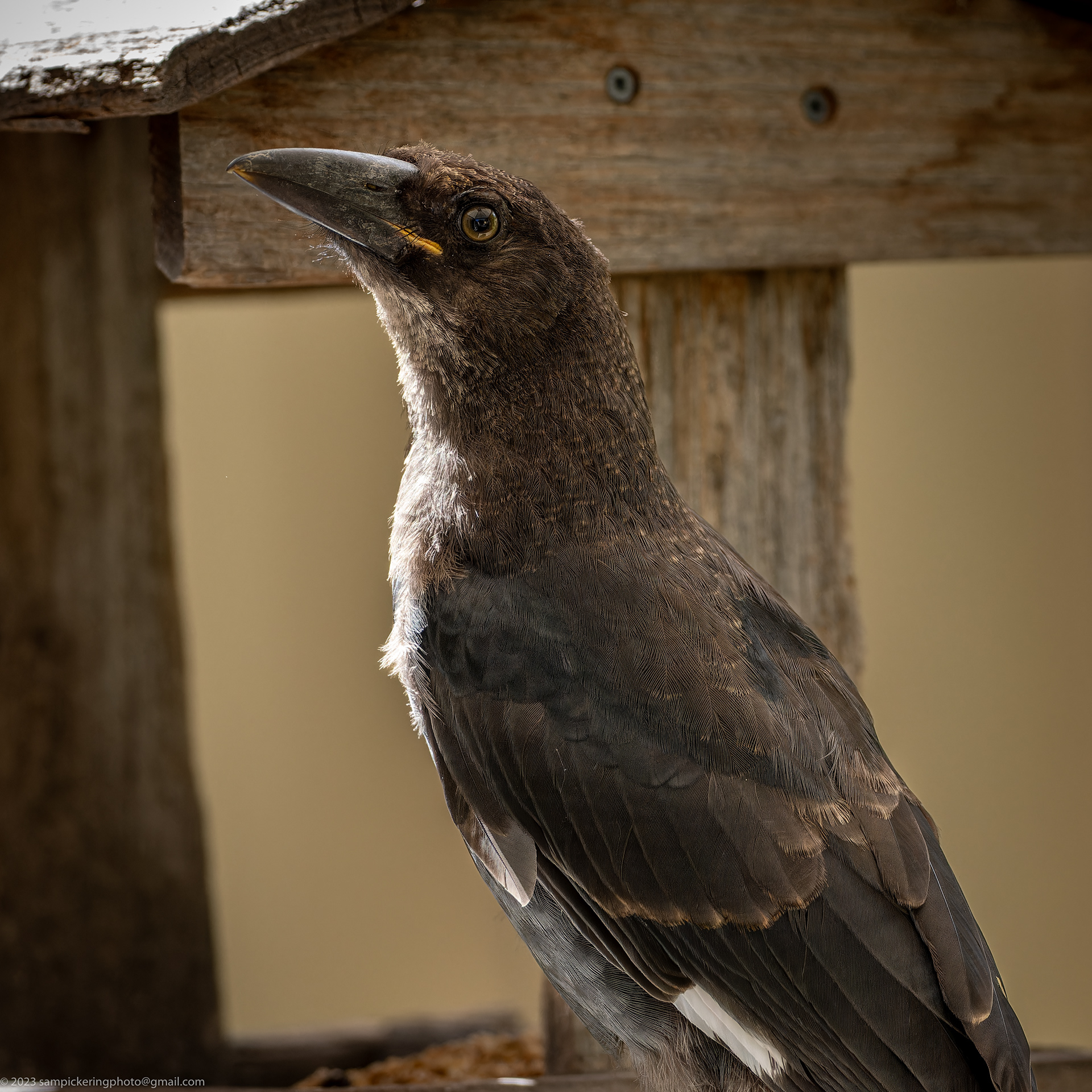 Currawong