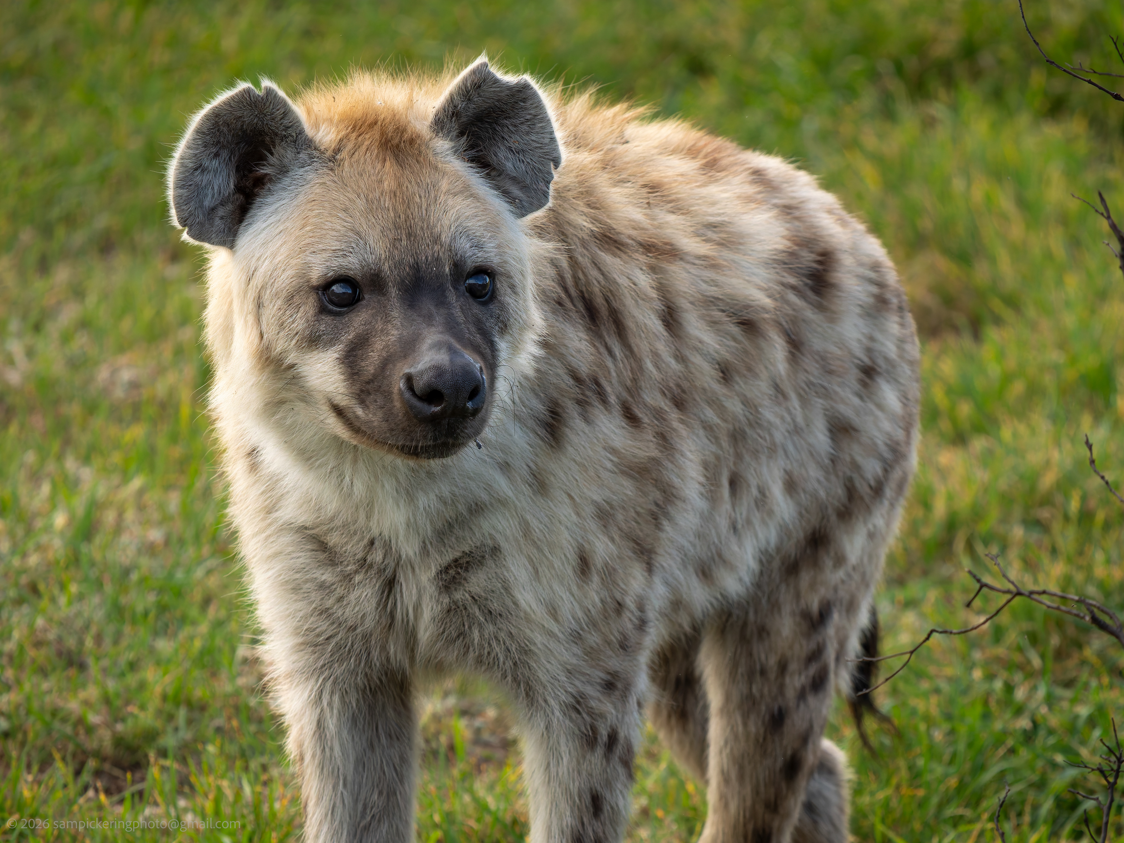 Spotted Hyena
