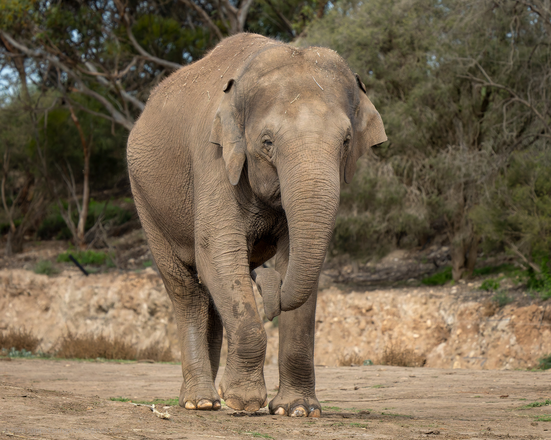 Asian Elephant