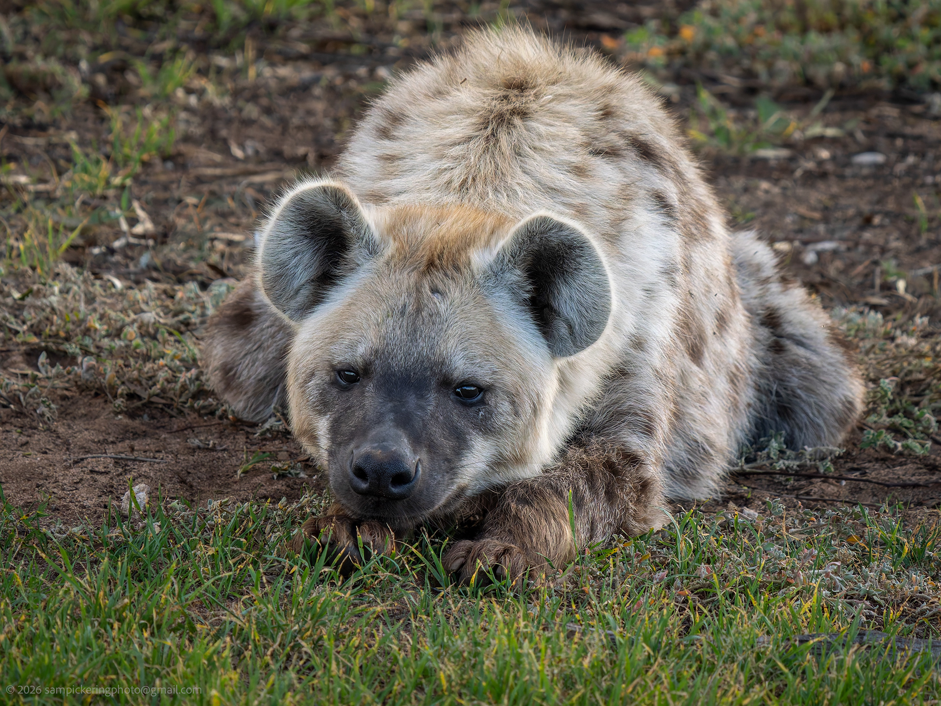 Spotted Hyena