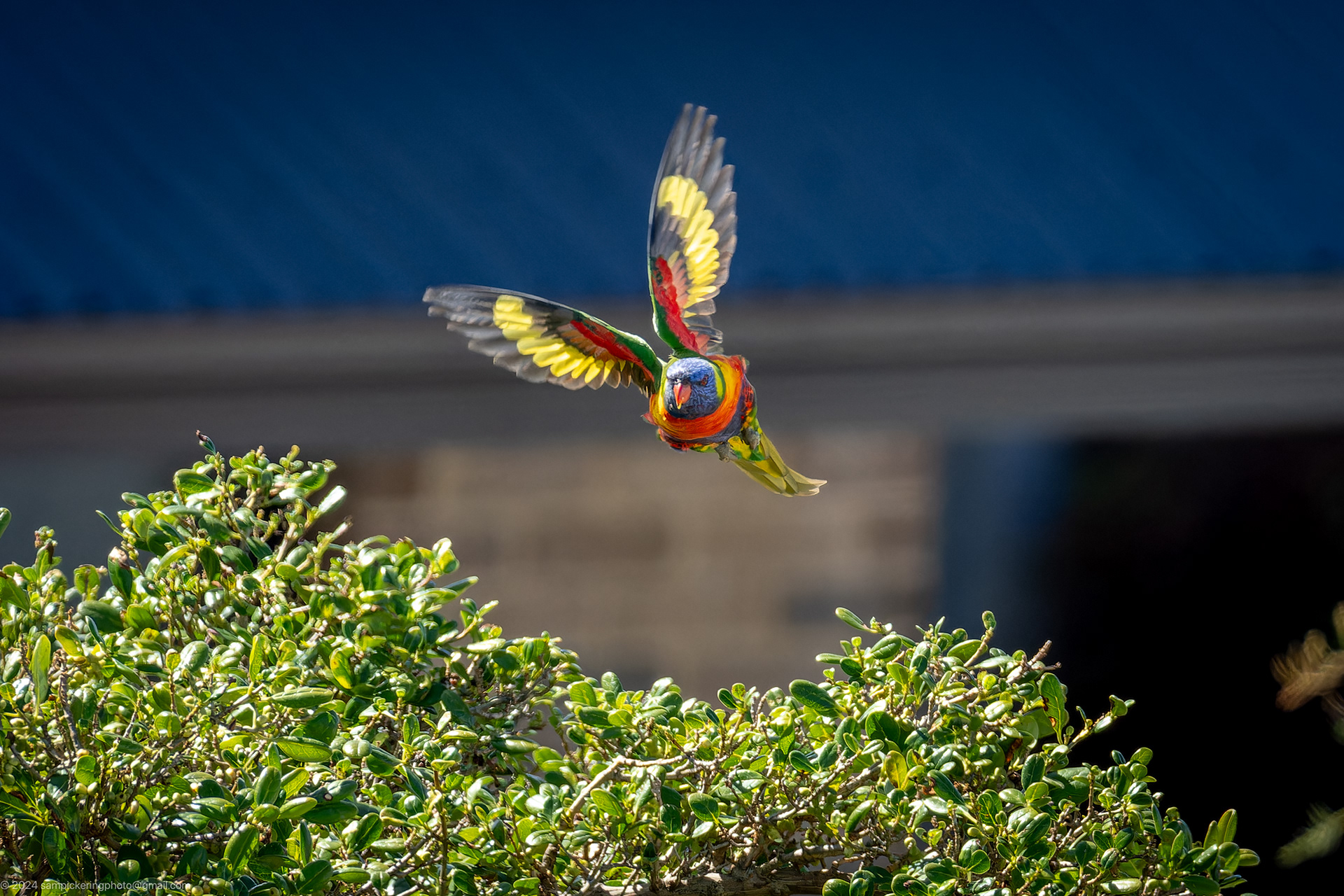 Rainbow Lorikeet