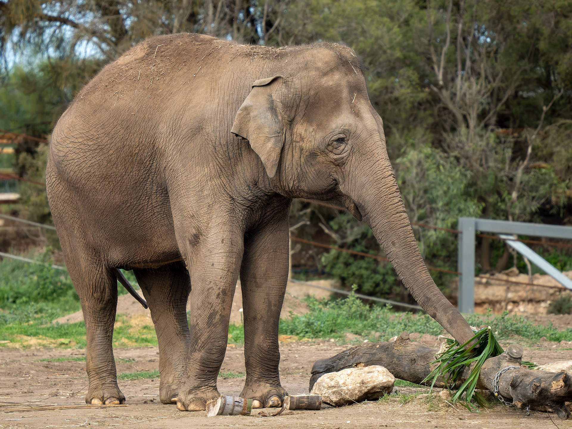 Asian Elephant