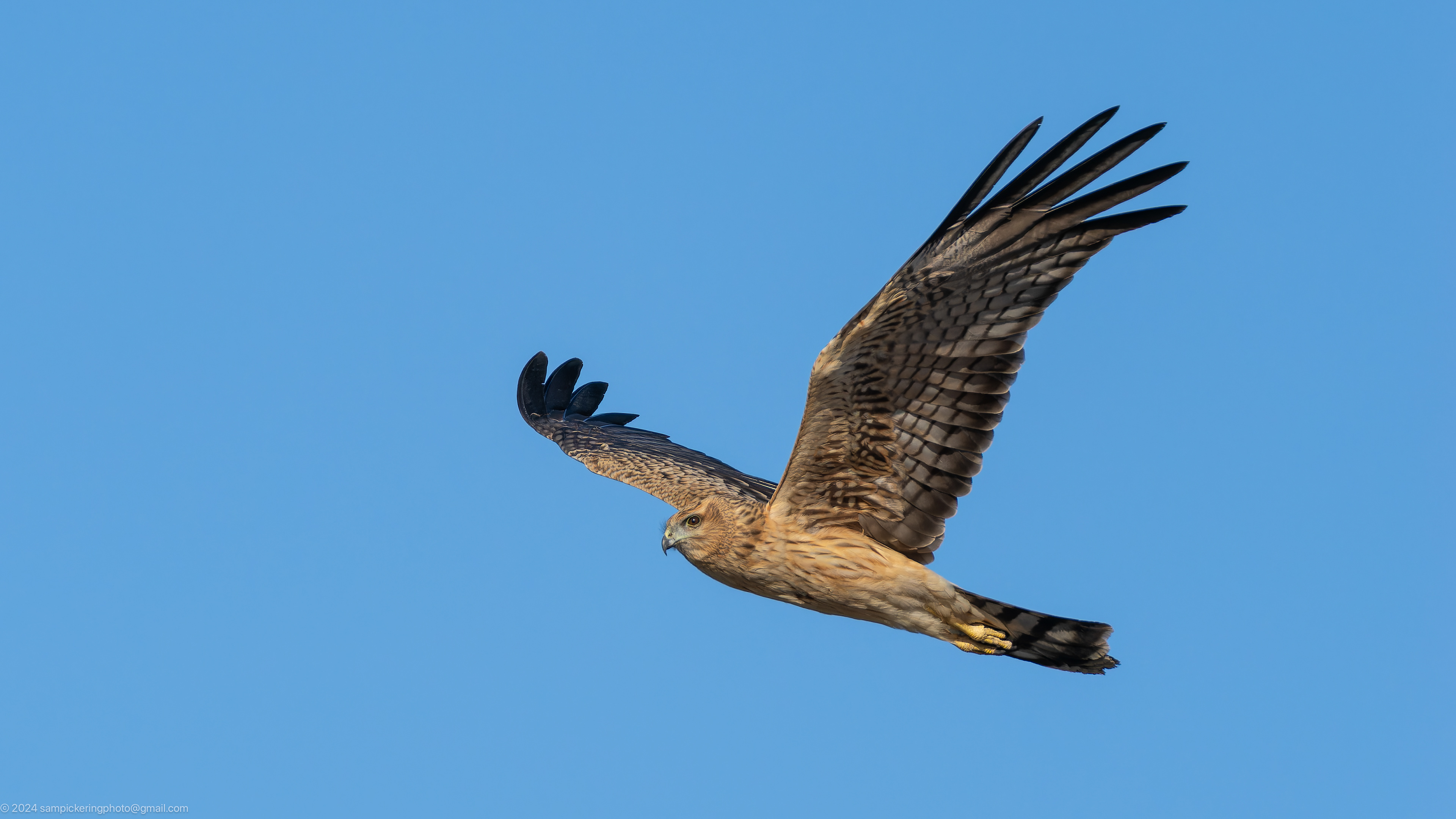 Juvenile Spotted Harrier