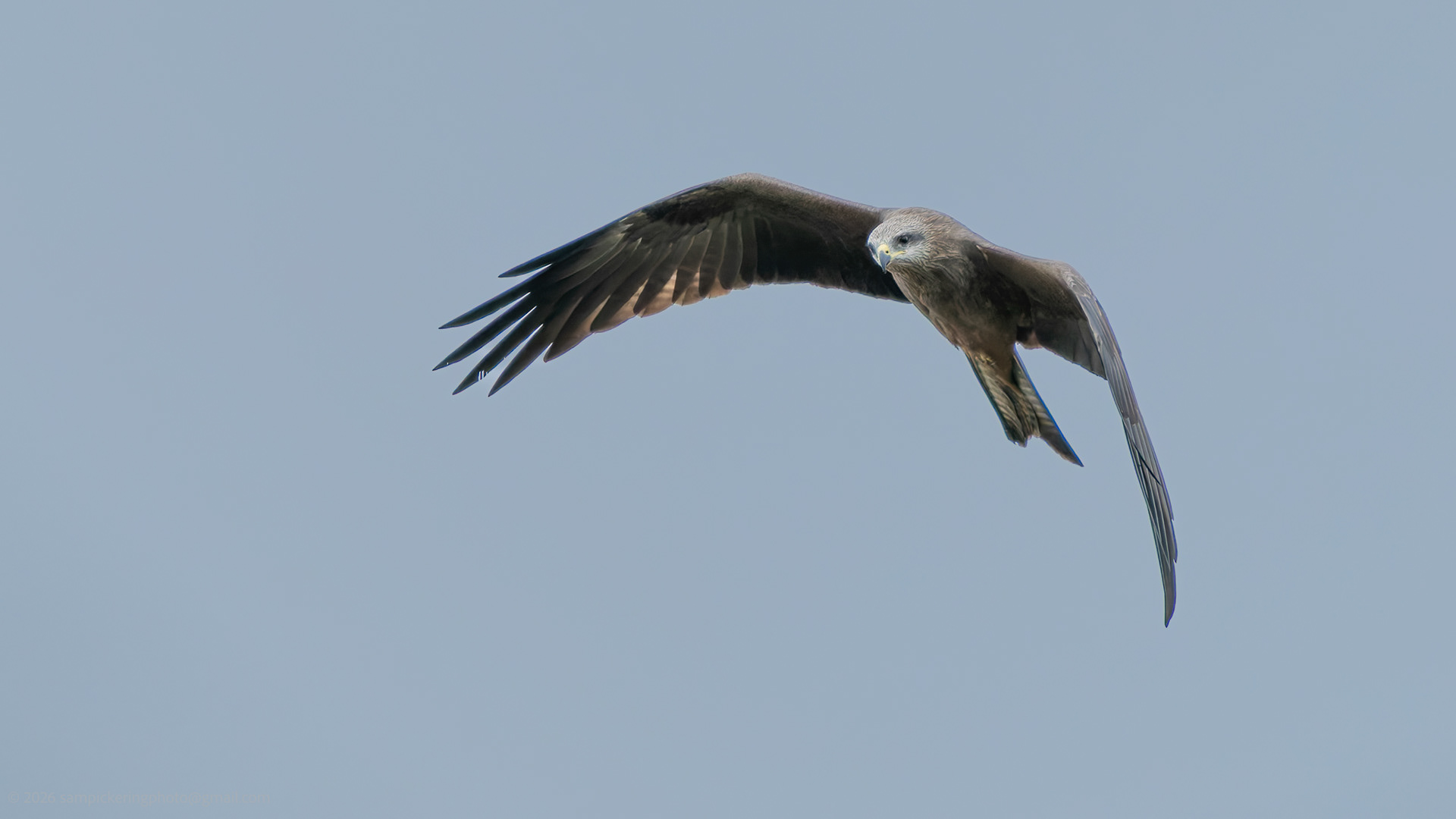 Black Kite?