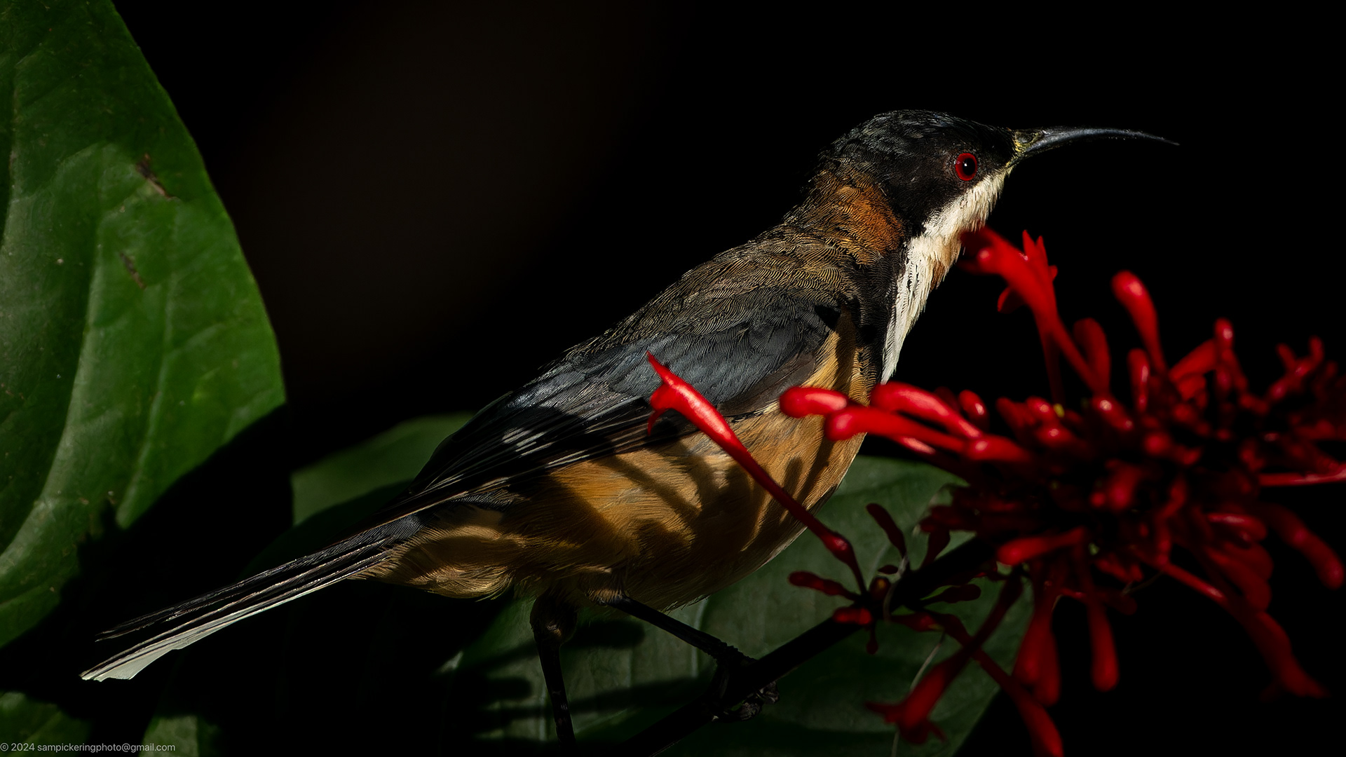 Eastern Spinebill