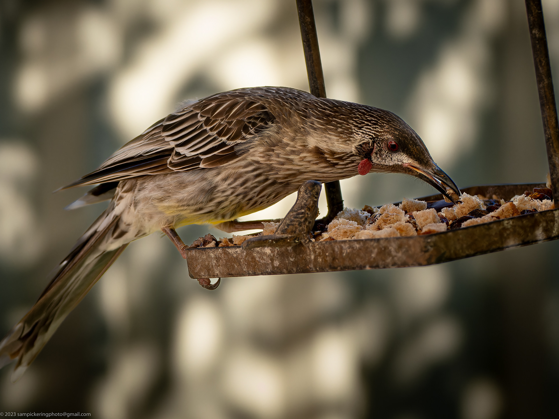 Red Wattlebird