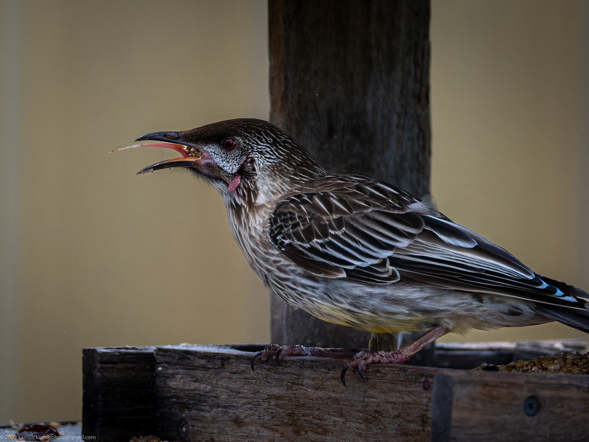 Red Wattlebird