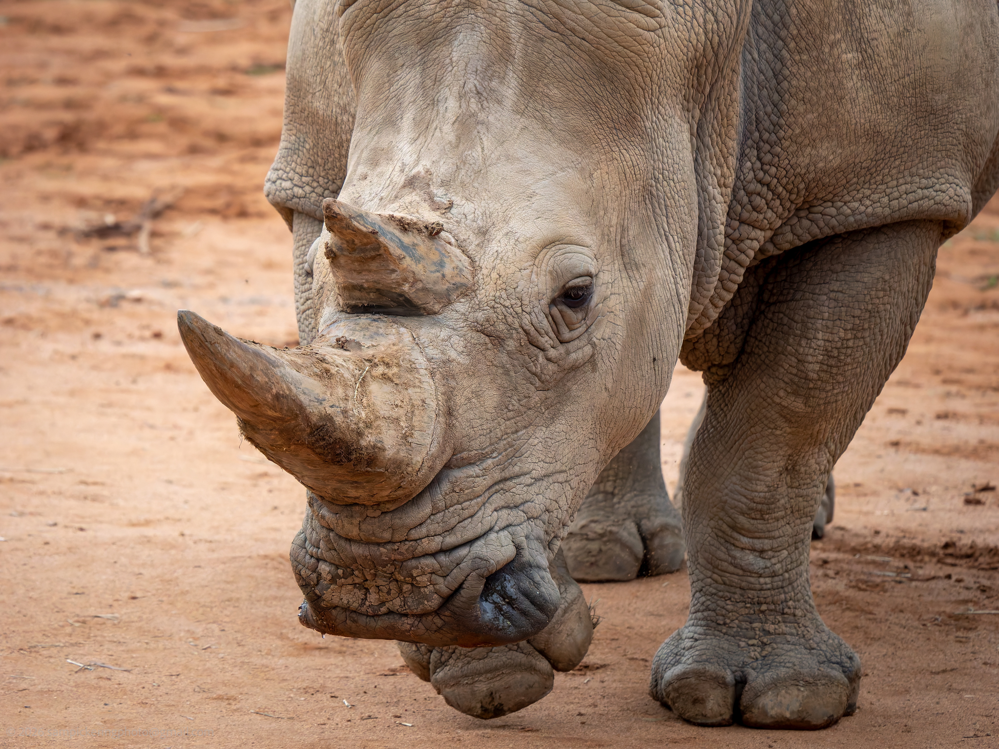 Southern White Rhinoceros