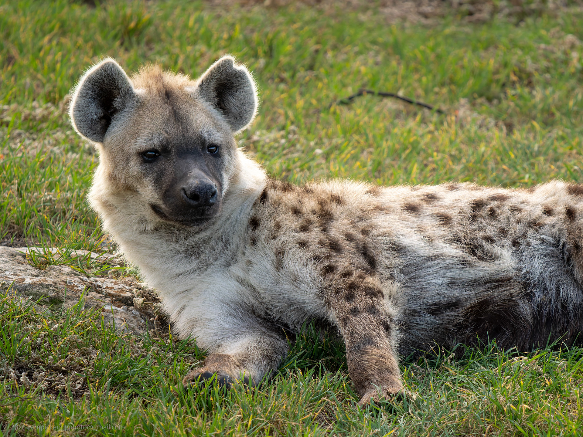 Spotted Hyena