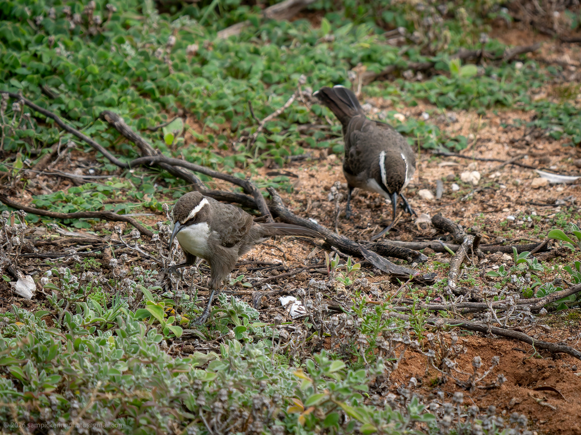 White-browed babbler