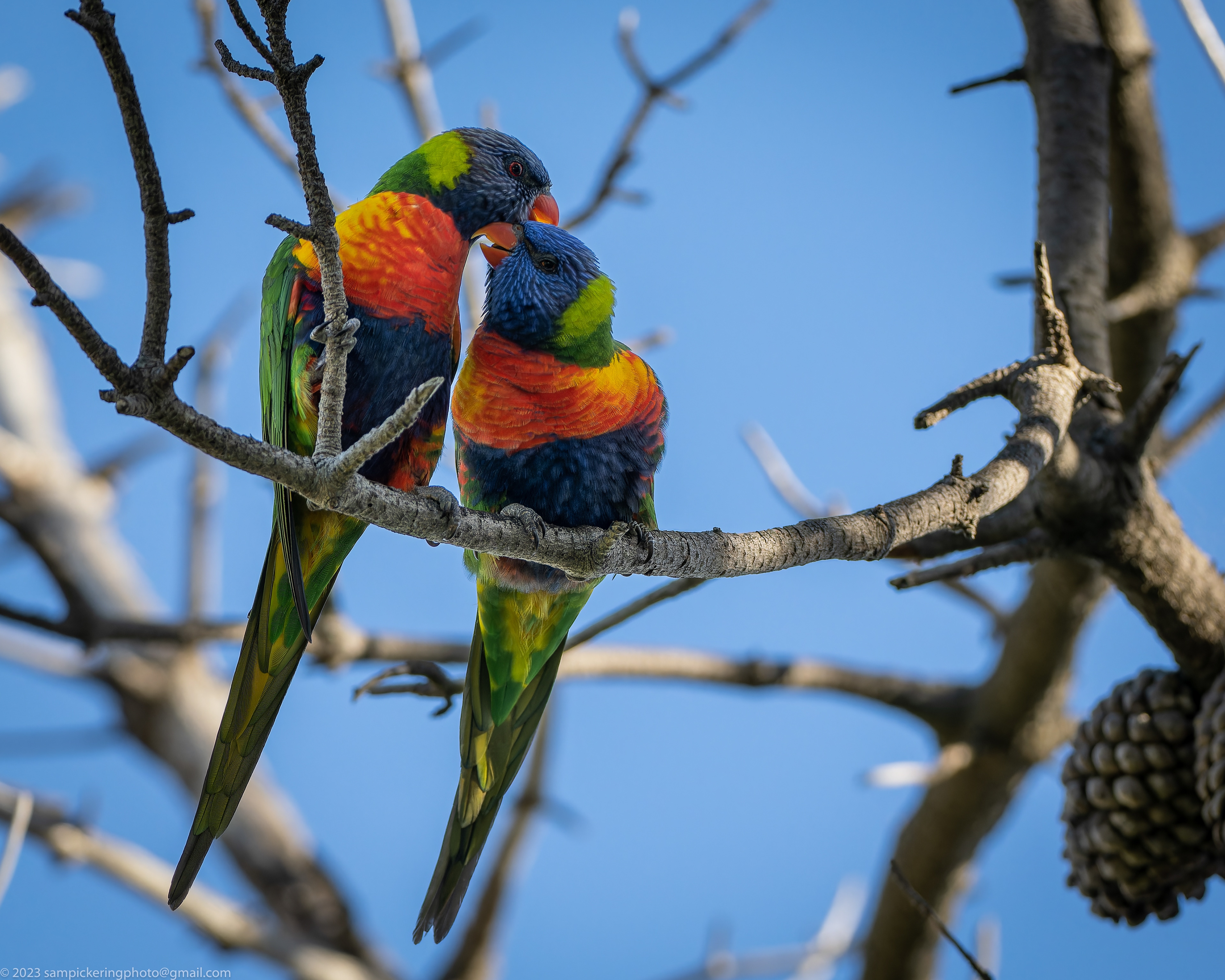 Rainbow Lorikeet