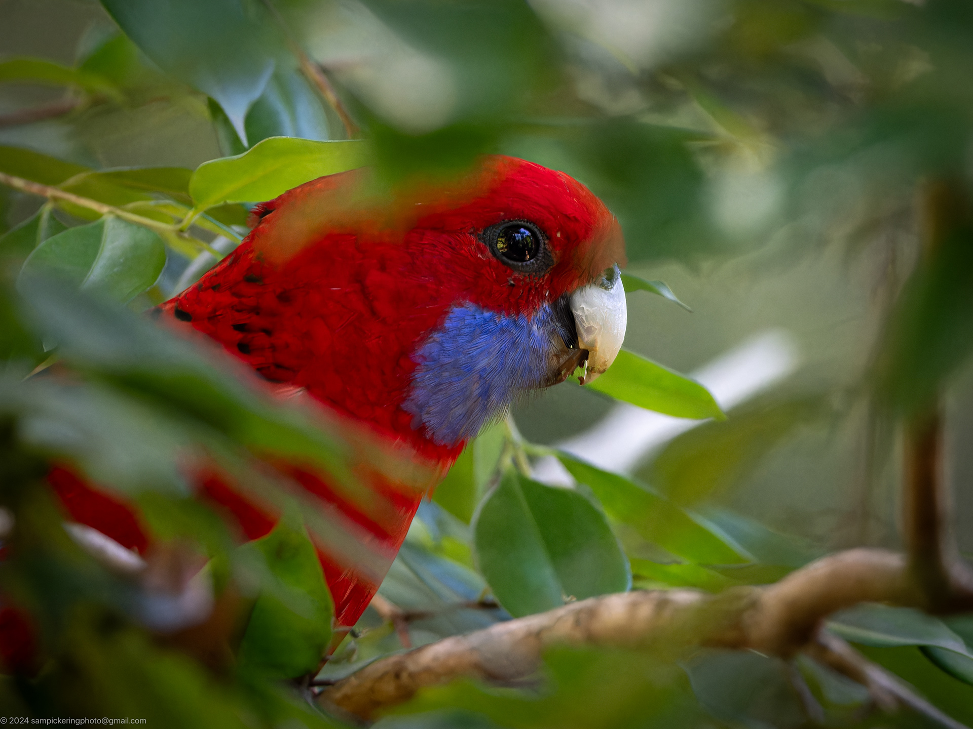 Crimson Rosella