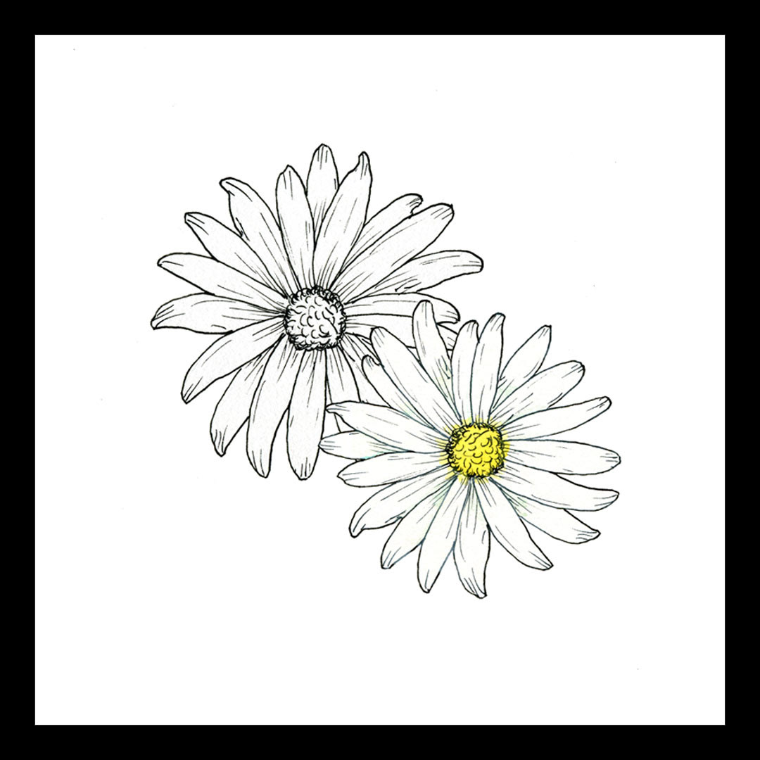 daisies