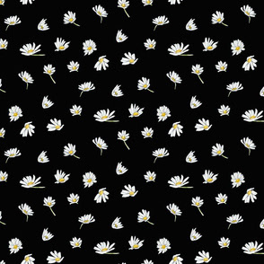 Scattered Daisies