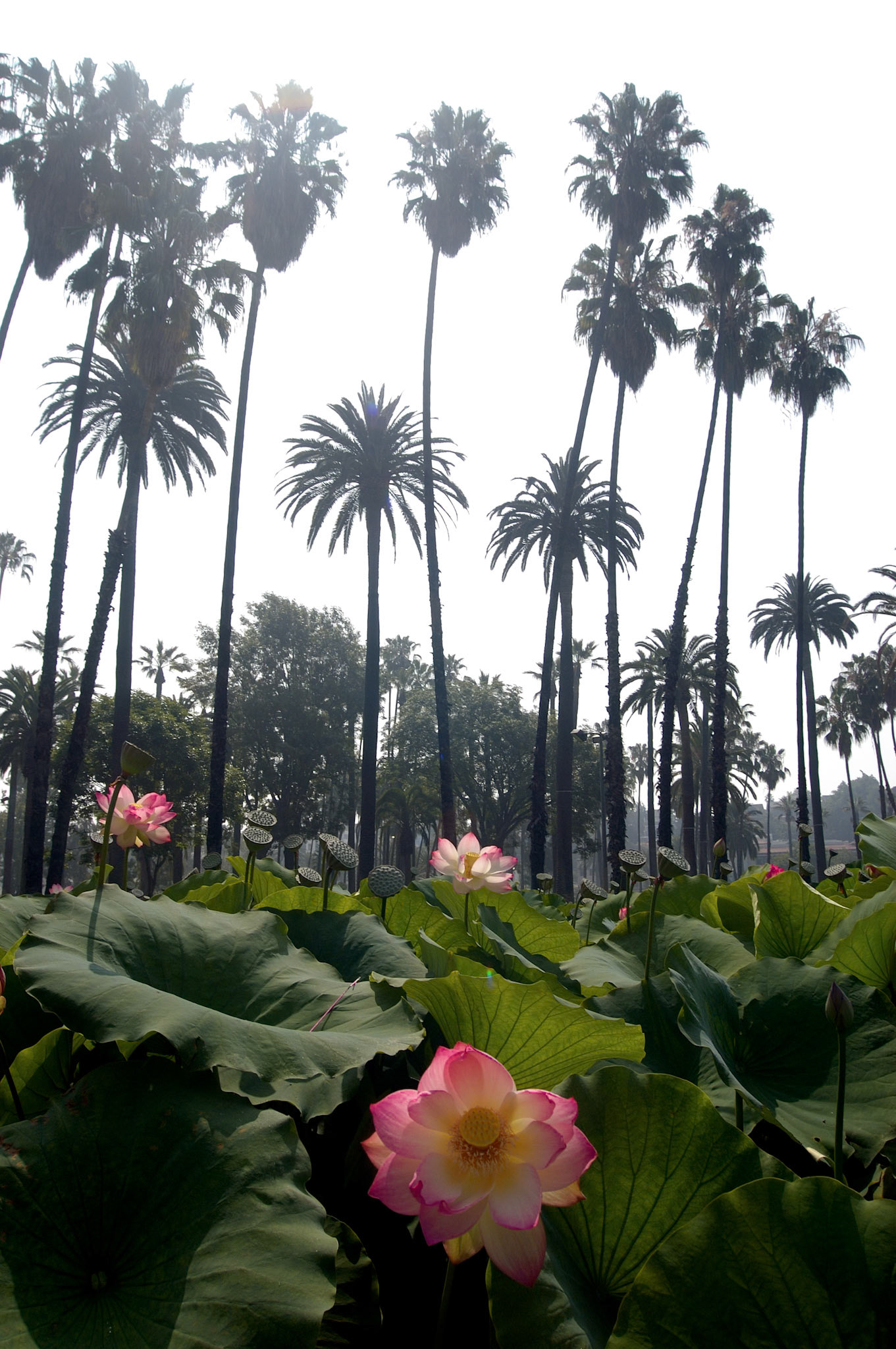 Echo Park