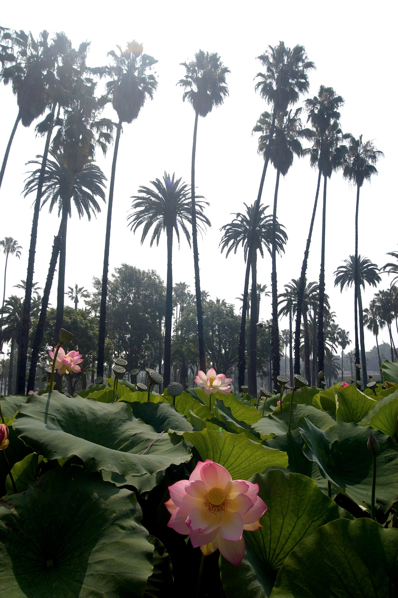 Echo Park