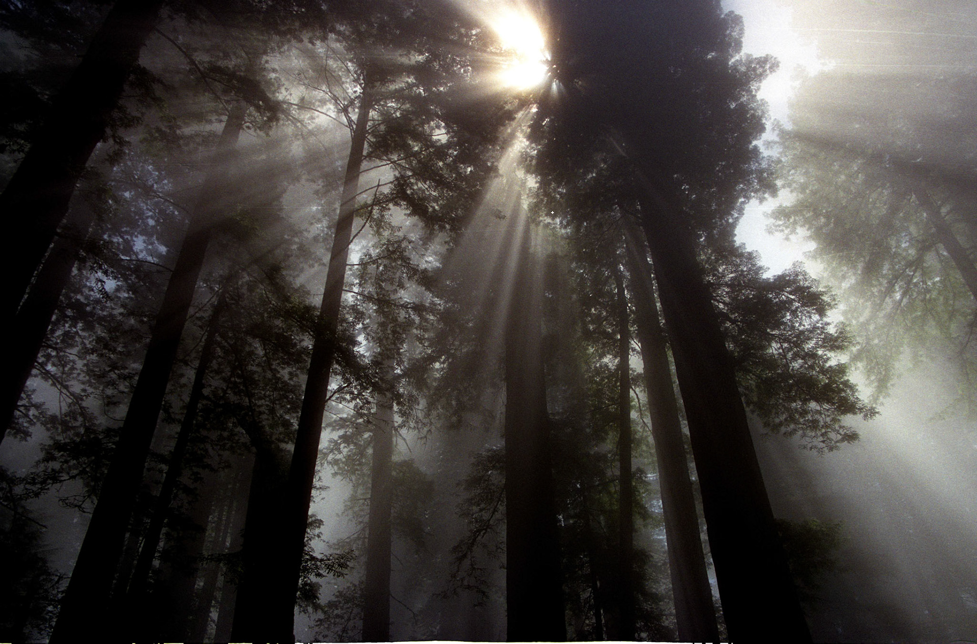 Redwood Nat'l Park