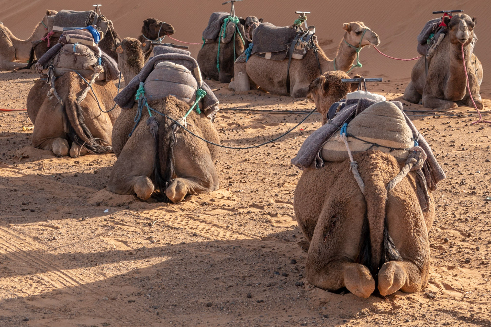 Sahara