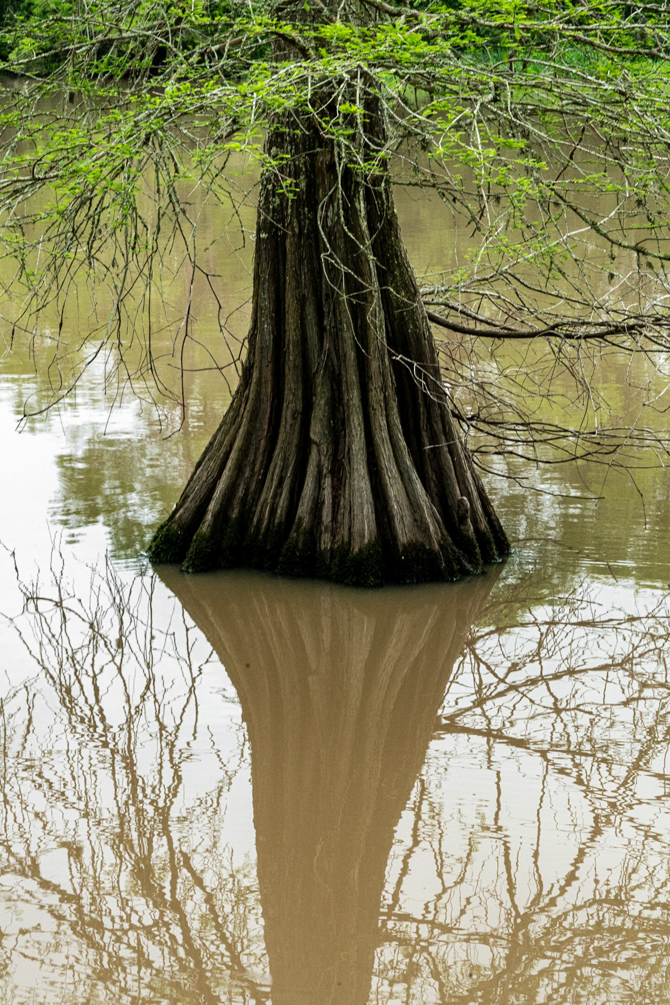 Lake Fausse LA