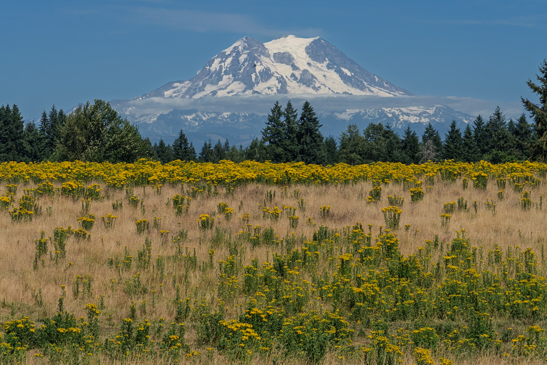 Ranier WA