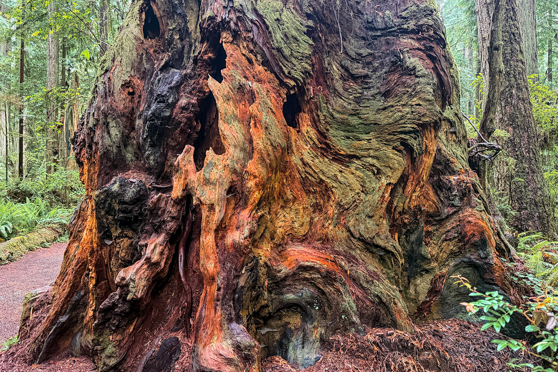 Redwood Nat'l Park