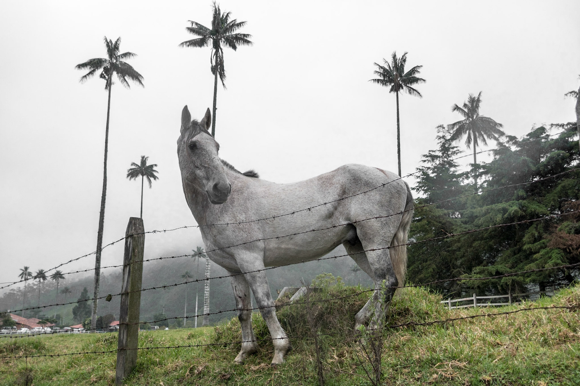 Cocora Colombia
